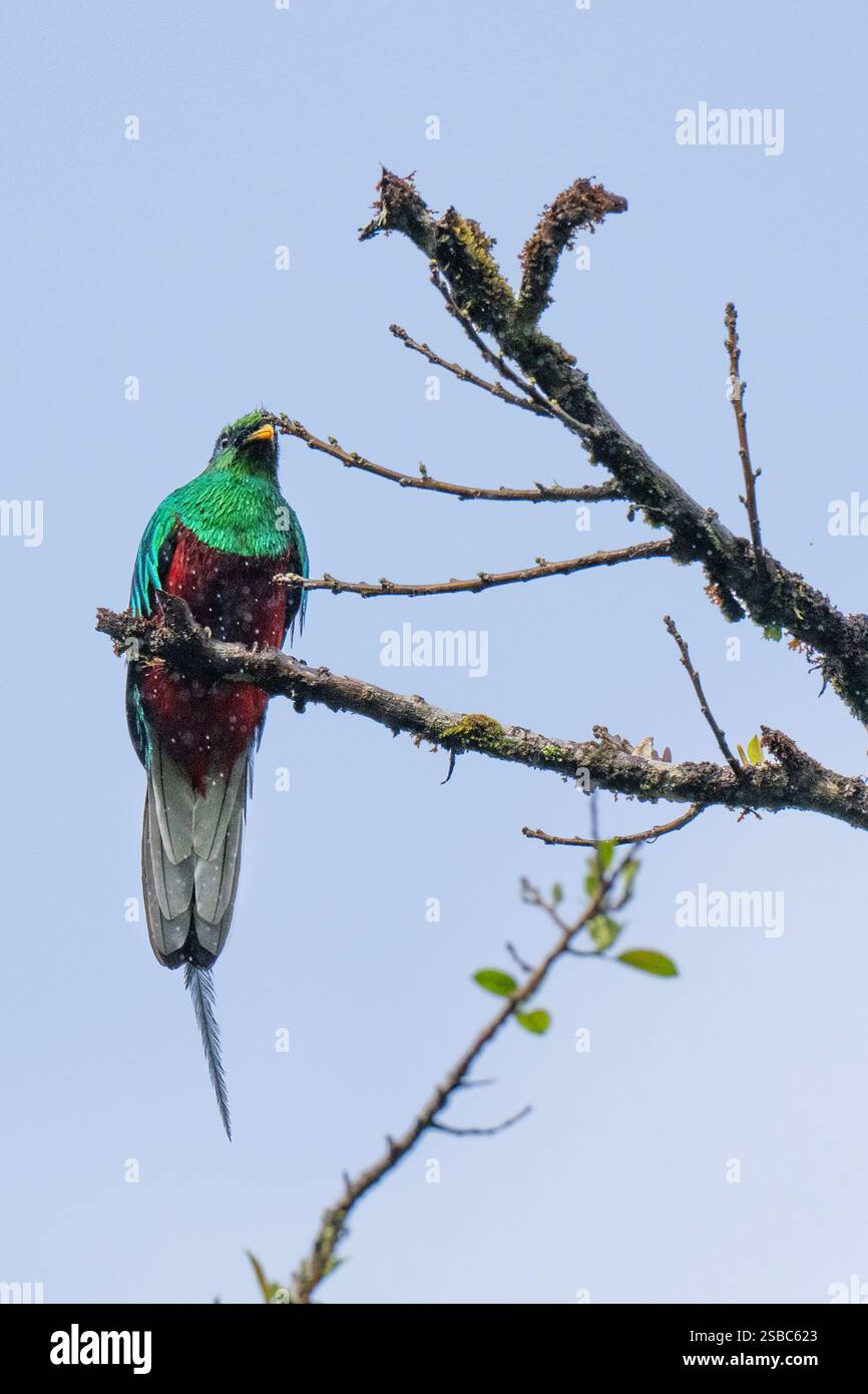 Costa Rica, Monteverde, Costa Rica, Monteverde, Curi - réserve Cancha. Quetzal resplendissant (Pharomachrus mocinno) sous la pluie. Banque D'Images