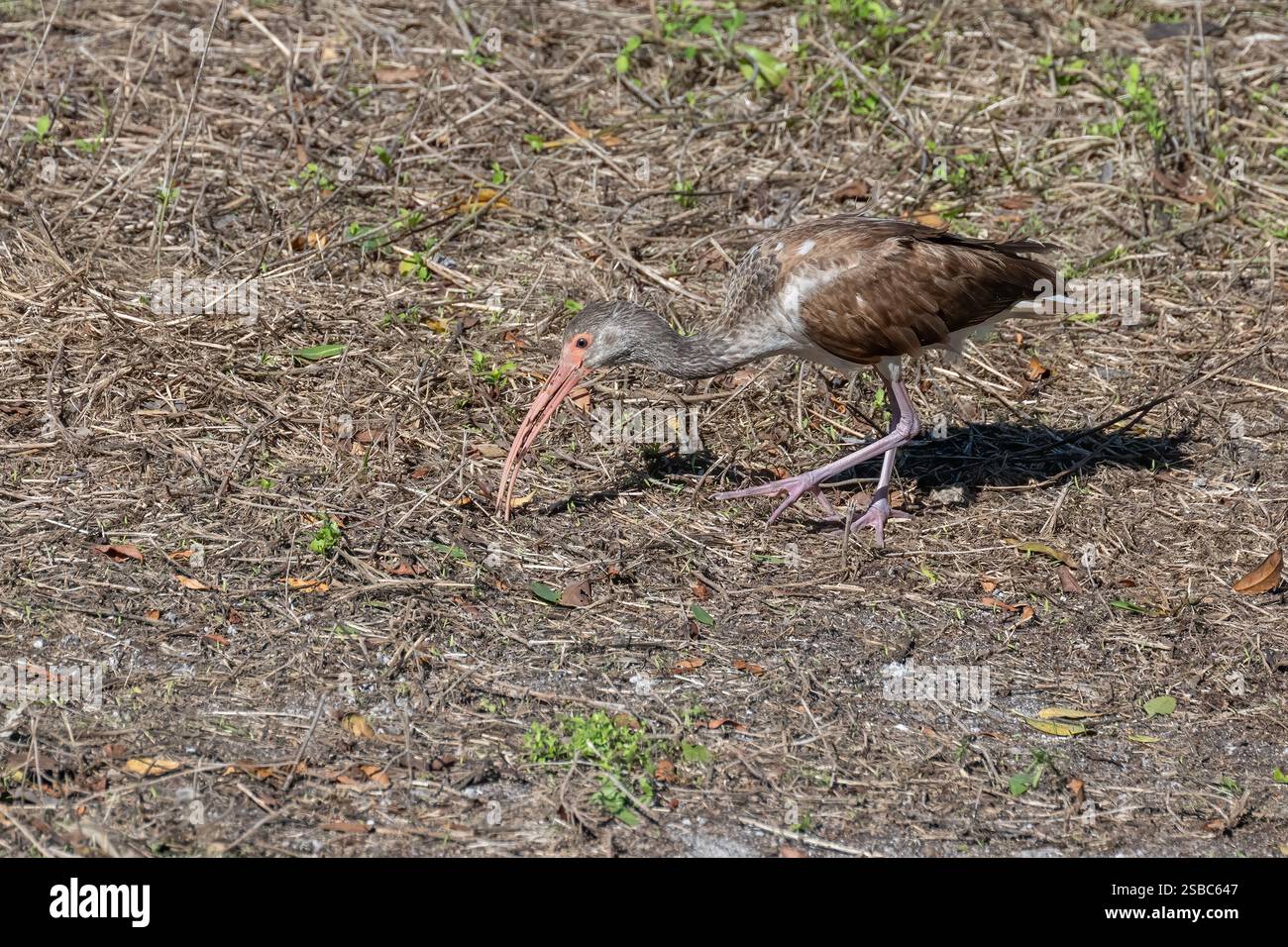 Un Ibis blanc immature (Eudocimus albus) à la recherche de nourriture sur le terrain dans les Keys de Floride, États-Unis. Banque D'Images
