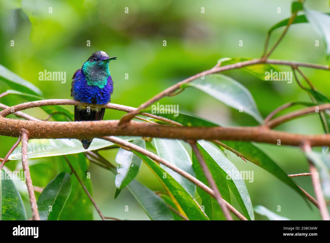 Costa Rica, Arenal. Colibri-mouche couronné (Thalurania colombica), mâle. Banque D'Images