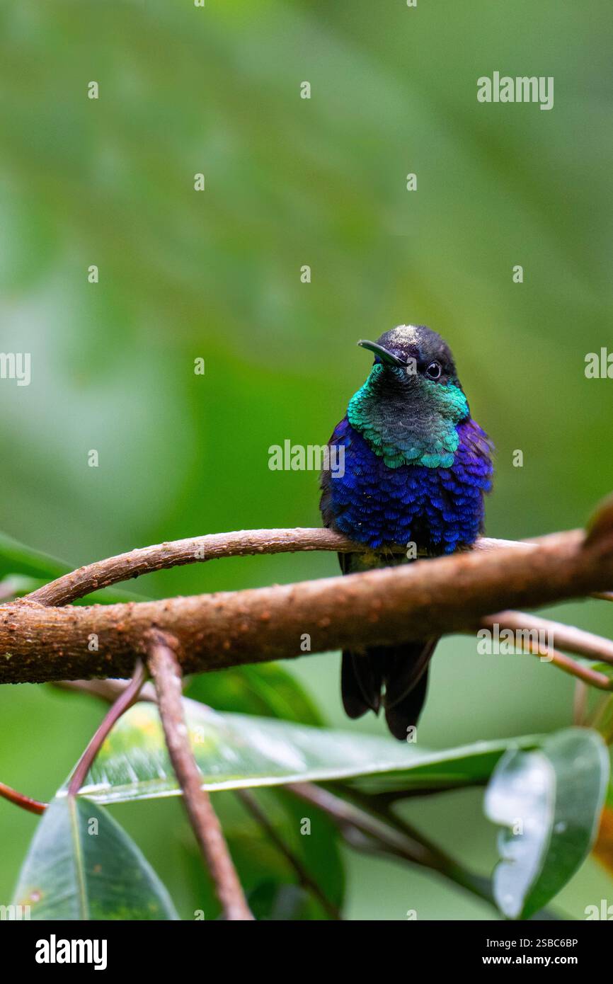 Costa Rica, Arenal. Colibri-mouche couronné (Thalurania colombica), mâle. Banque D'Images