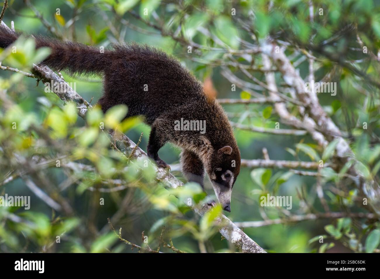 Costa Rica, Arenal. Coati AKA coatimundi. Seul coati à nez blanc (Nasua narica) dans un arbre. Banque D'Images