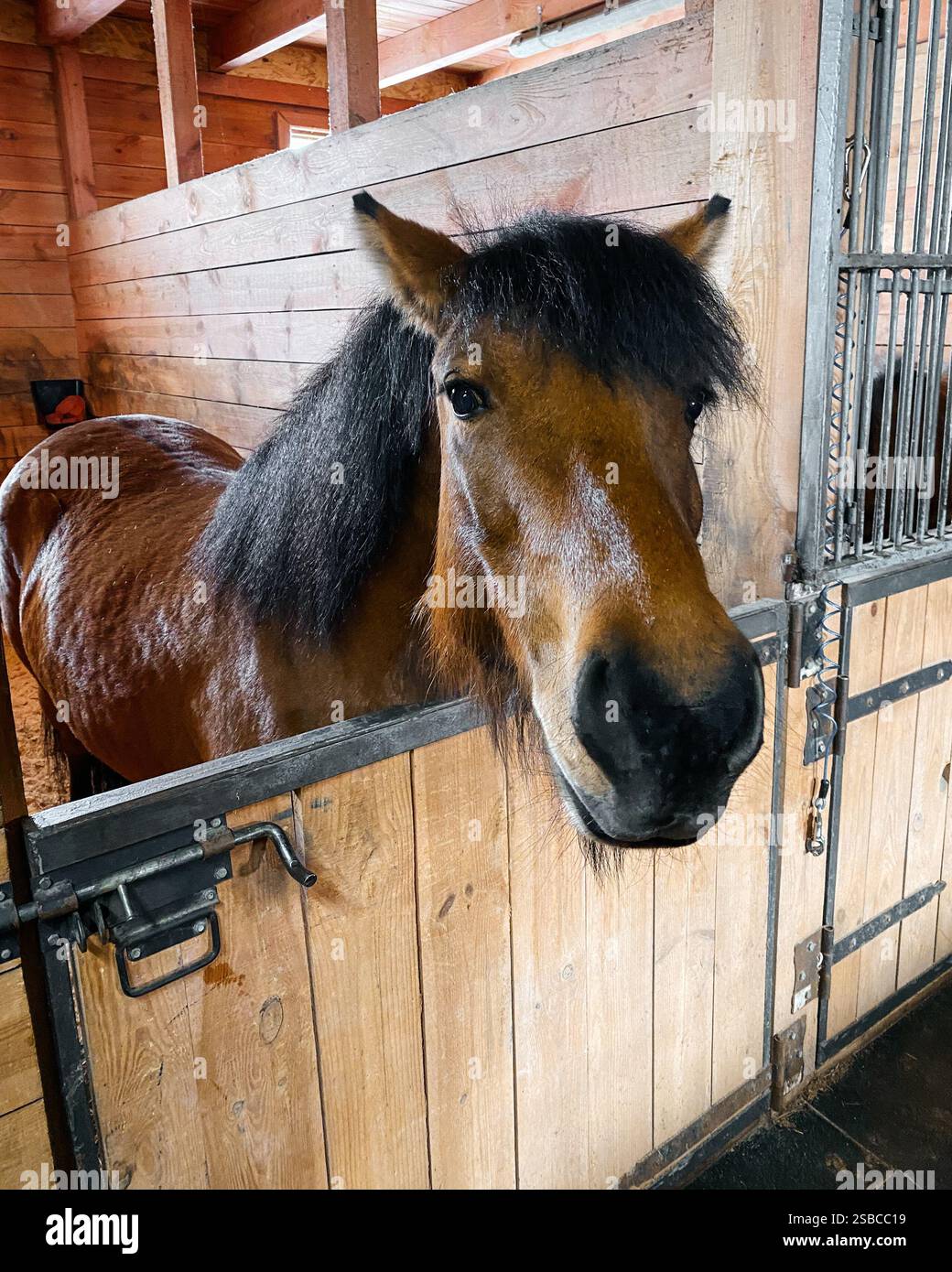 Cheval dans une écurie. Cheval brun regardant la caméra tout en la collant au-dessus d'une porte en bois. Écurie pour chevaux avec murs garnis de bois. Banque D'Images