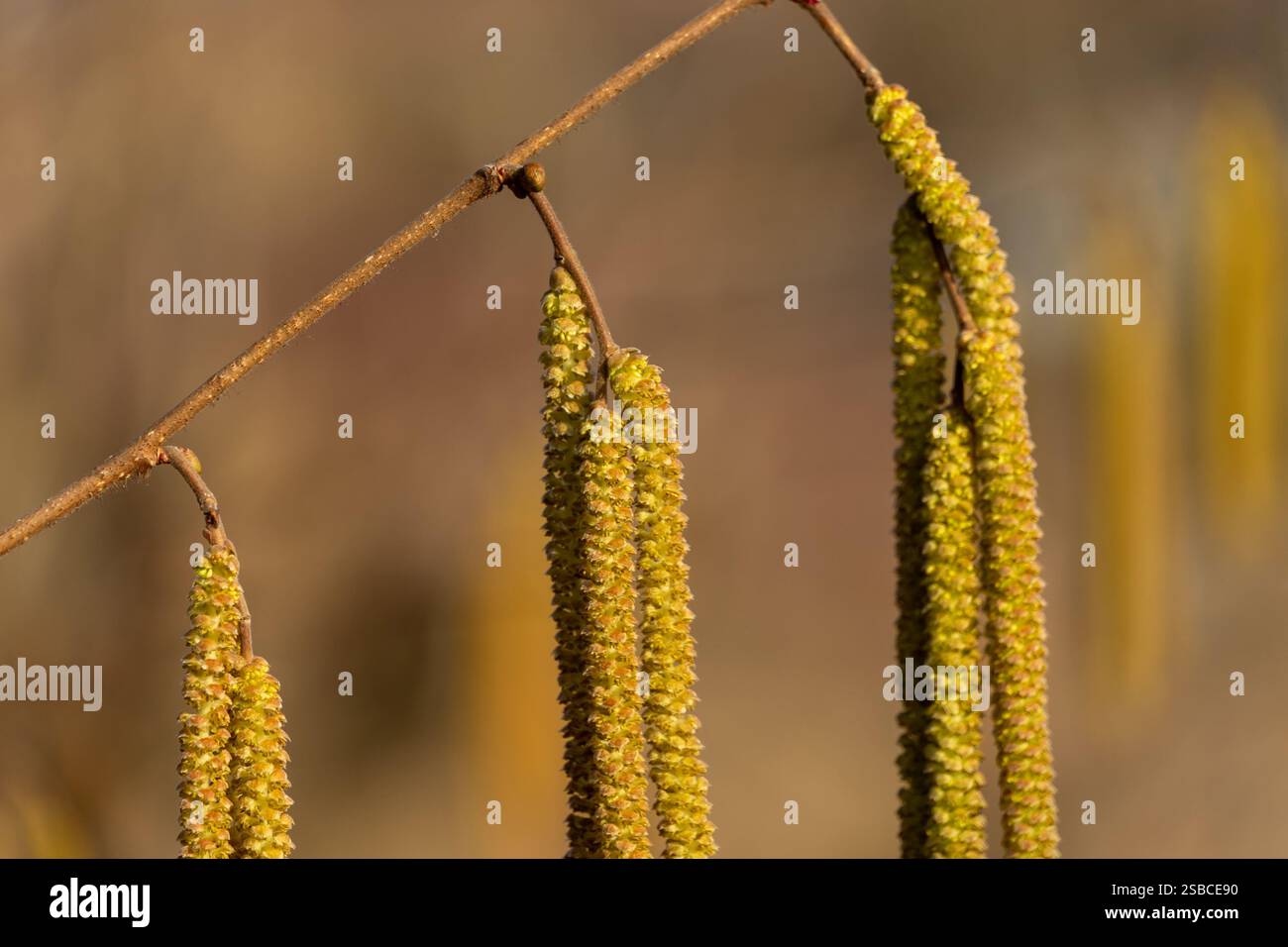 Les longs chatons délicats sont suspendus à des branches minces sous la lumière du soleil. Ces fleurs jaune verdâtre fleurissent au début du printemps, signalant l'Ar Banque D'Images