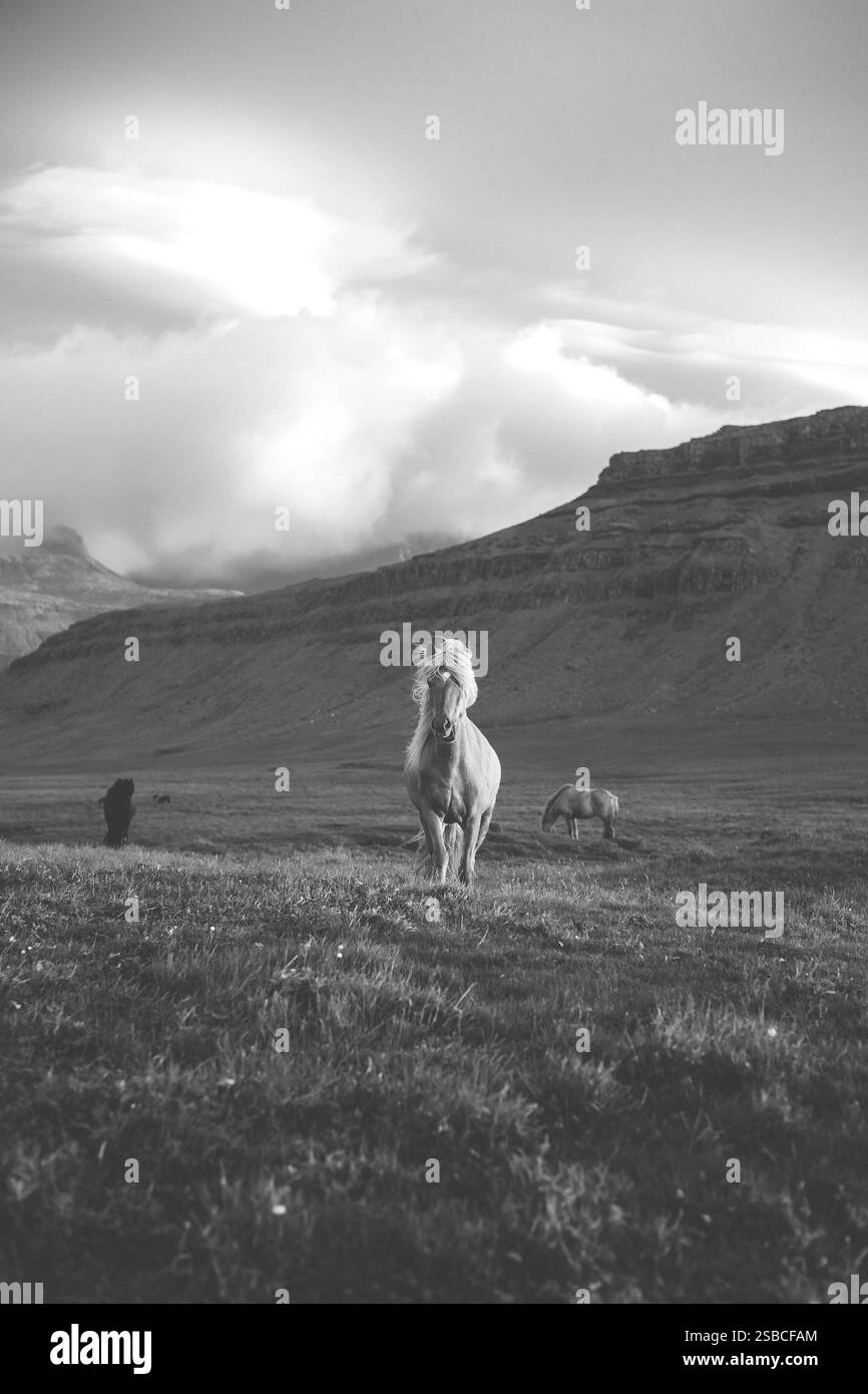 Le cheval islandais pèle paisiblement au coucher du soleil sur la péninsule de Snaefellsnes près de Grundarfjordur, en Islande. Pâturage Equus ferus caballus pendant la lumière du soleil w Banque D'Images