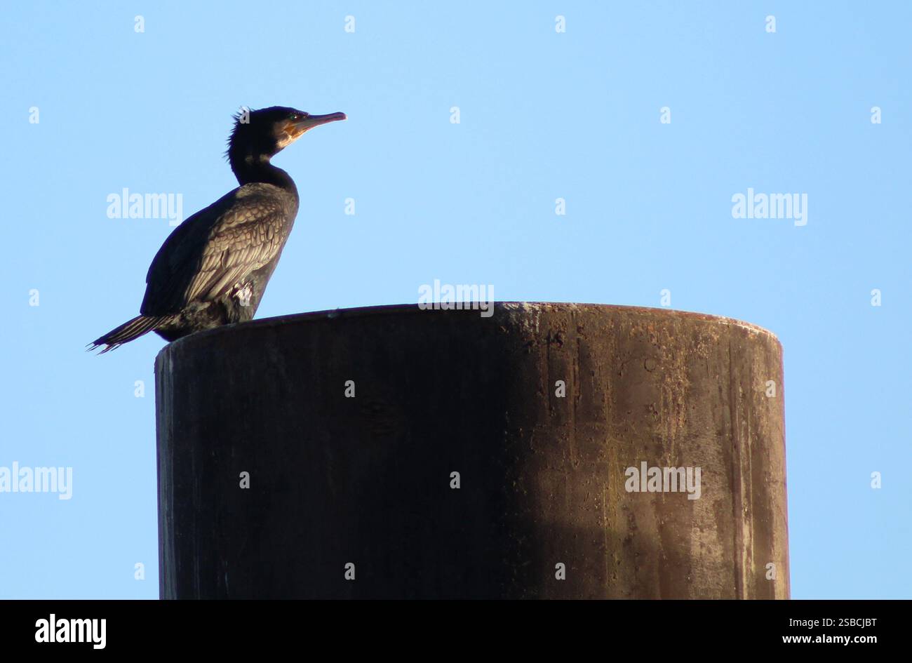 Cormoran noir perché sur un poteau au-dessus de la Tamise dans le soleil d'hiver sur un après-midi ensoleillé, Londres Royaume-Uni Banque D'Images