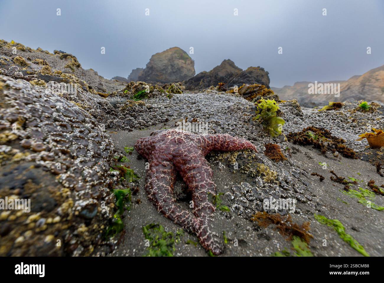 Gros plan d'une étoile de mer enveloppée sur des coquilles musculaires accrochées aux rochers de marée Banque D'Images