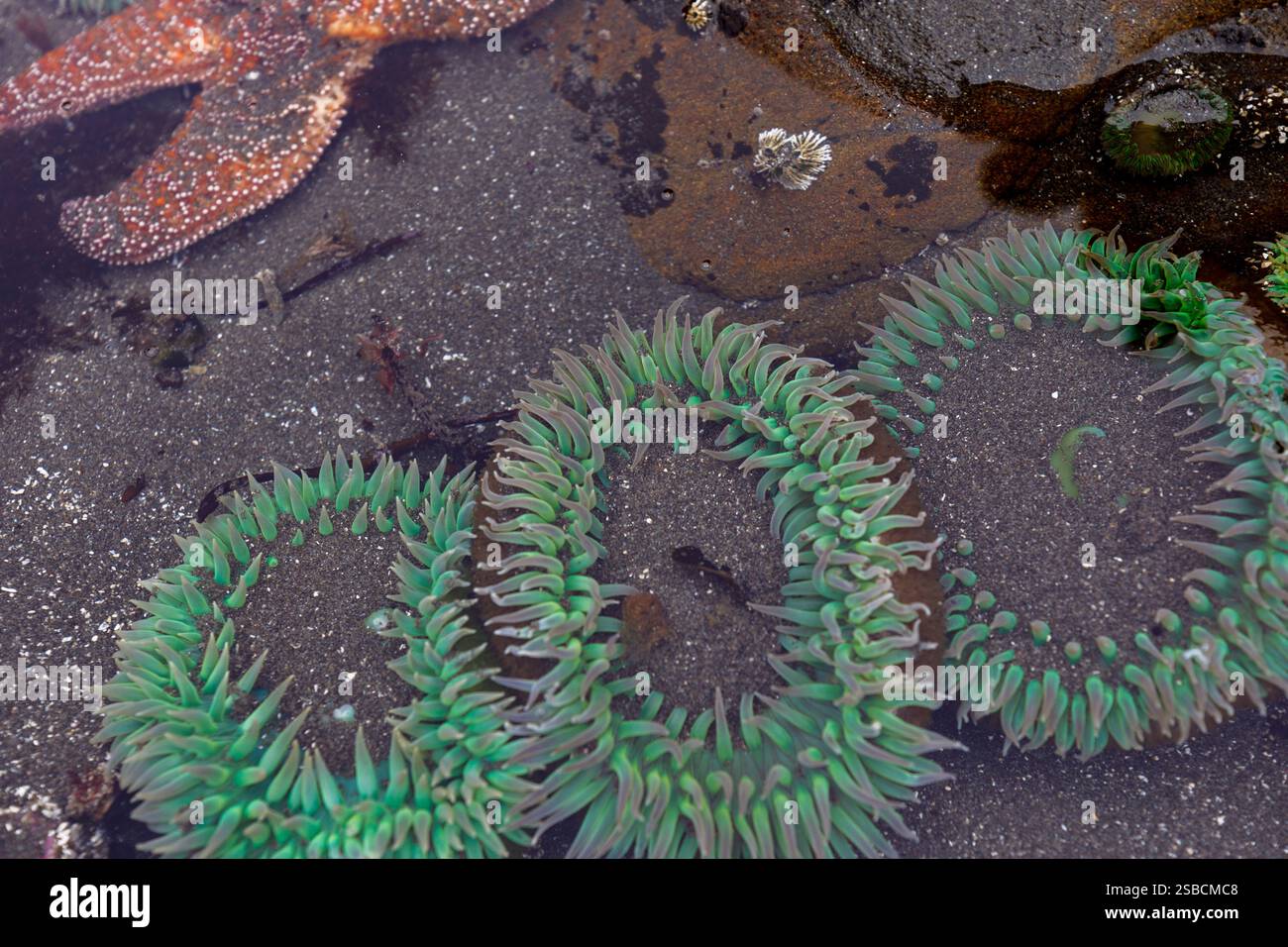 3 Anémone de mer vert coloré dans la piscine de marée Banque D'Images