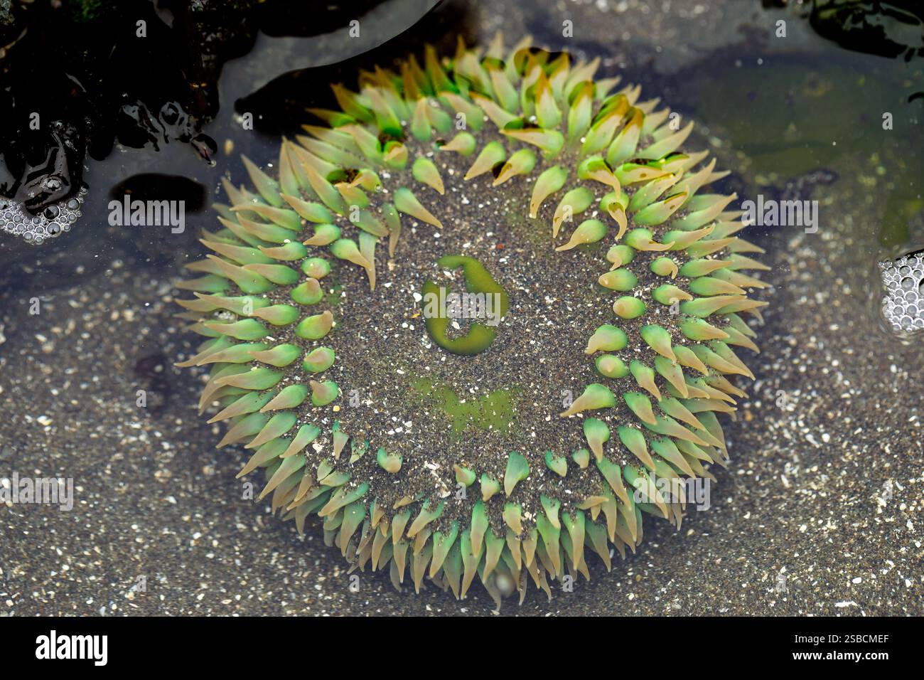 Vert coloré et jaune mer Anemone dans la piscine de marée Banque D'Images