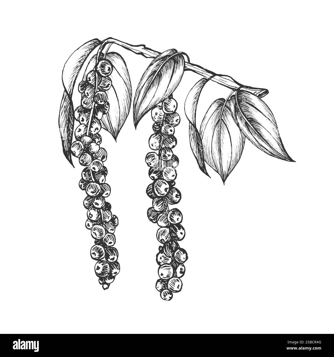Brindille avec des grains de poivre noir et des feuilles en croissance. Vecteur. Illustration graphique. Isolé sur fond blanc. Condiment épicé et assaisonnement. Dessiné à la main Illustration de Vecteur