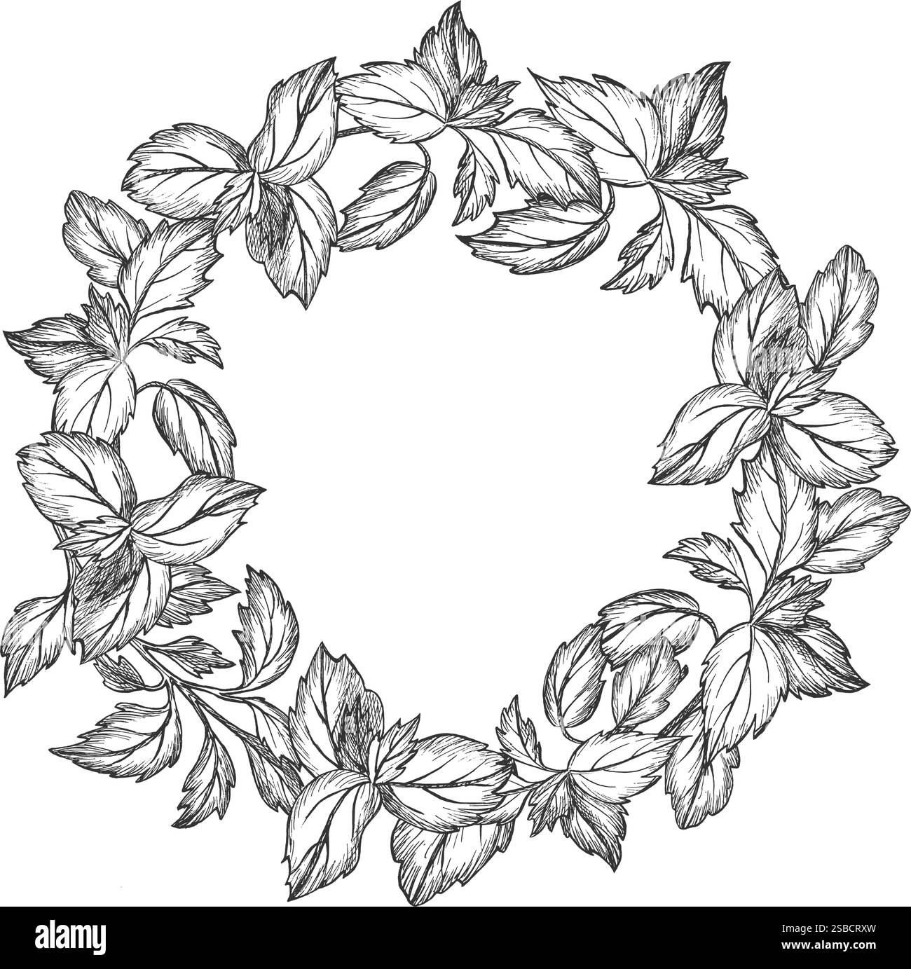 Couronne de branches de feuilles de basilic. Illustration vectorielle. Style graphique. Nourriture saine. Verdure. Croquis isolé dessiné à la main sur blanc. Pour la conception Illustration de Vecteur