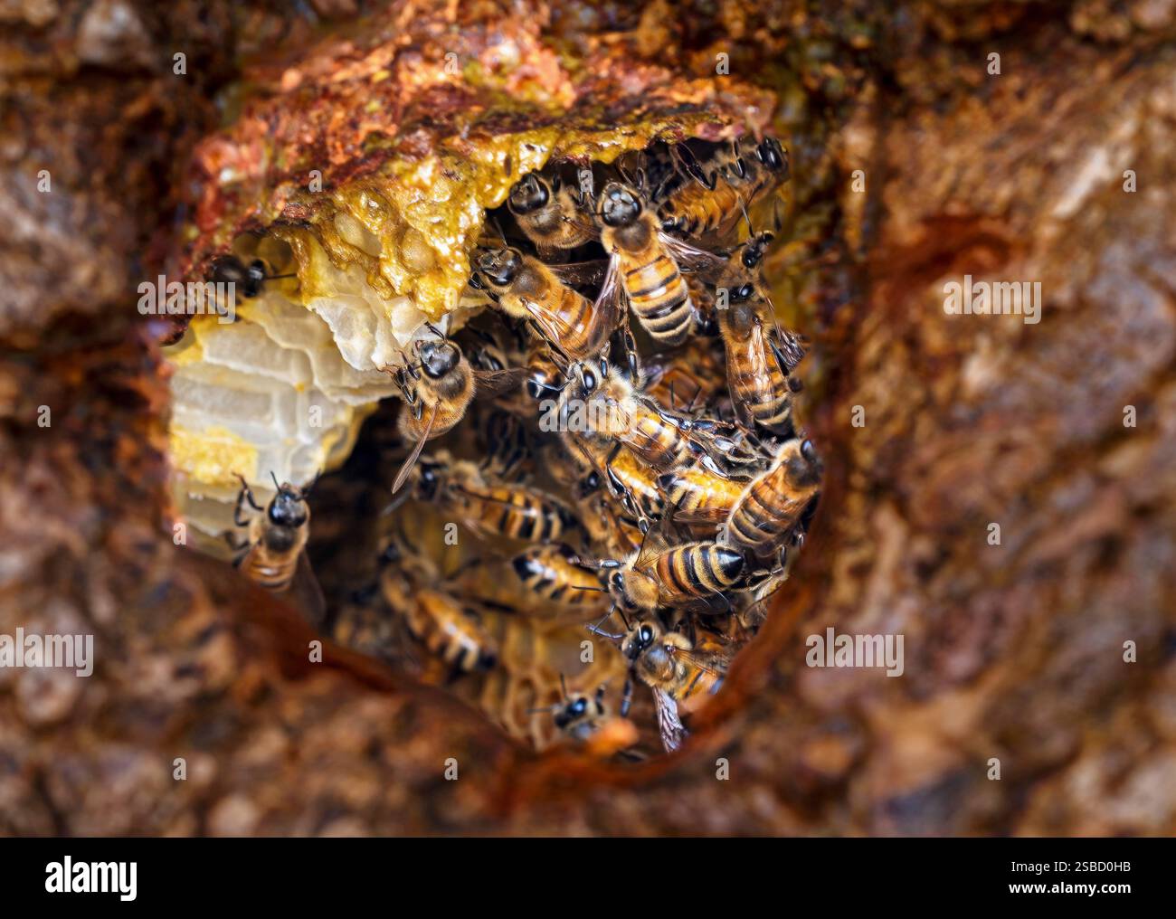 Abeilles domestiques sauvages actives dans une ruche dans un arbre stockant du pollen et du nectar. Observé le long d'un sentier au Bluff Lake nature Center dans le Colorado. Banque D'Images