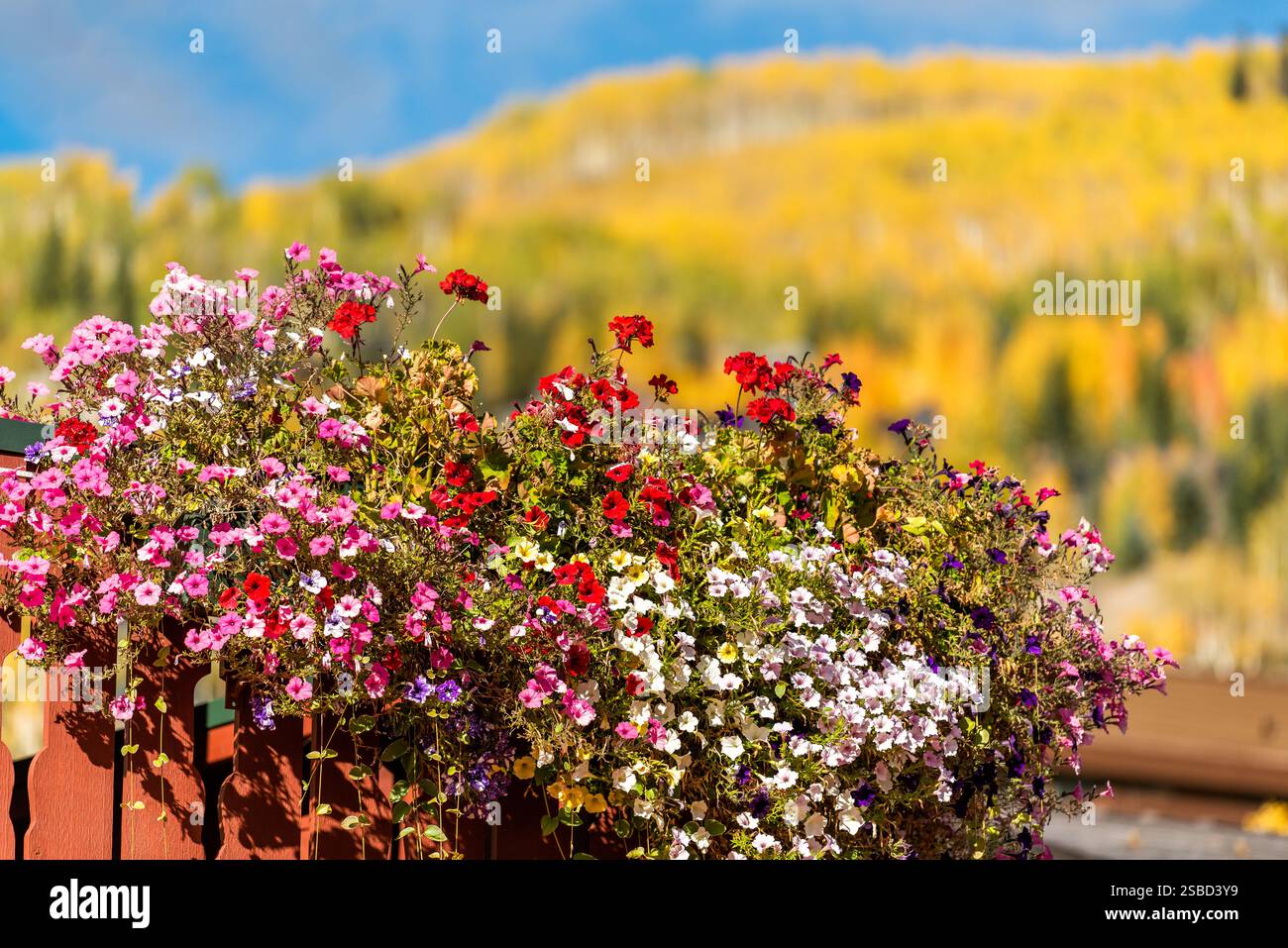 Vail, Colorado feuillage d'automne et station de ski bâtiment de l'hôtel de ville extérieur balcon en bois dans l'architecture suisse gros plan de fleurs calibrachoa Banque D'Images