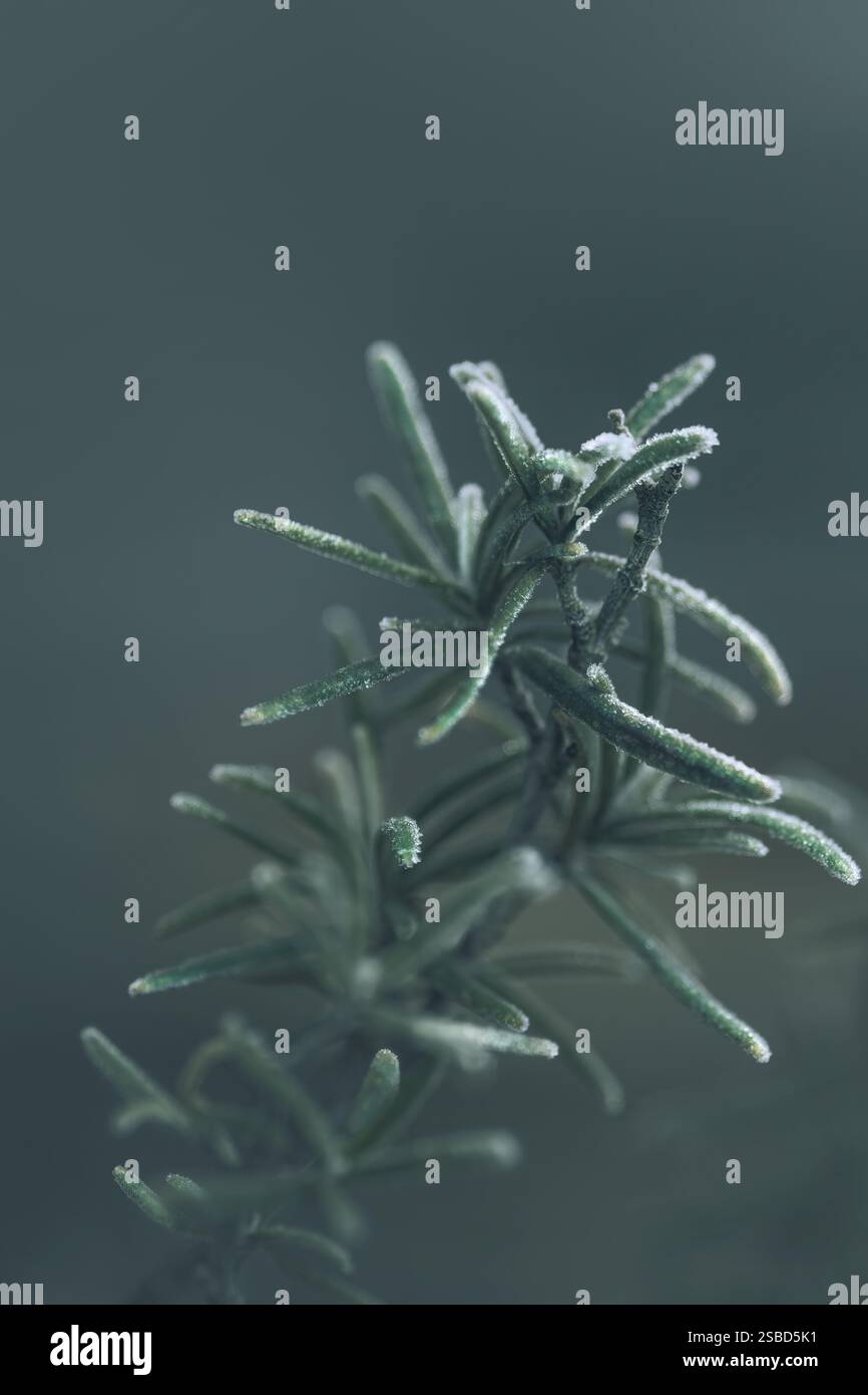 Macrophotographie d'une brindille de romarin (Salvia rosmarinus) avec gelée tôt le matin, couleur sarcelle, monochrome, espace copie, verticale Banque D'Images