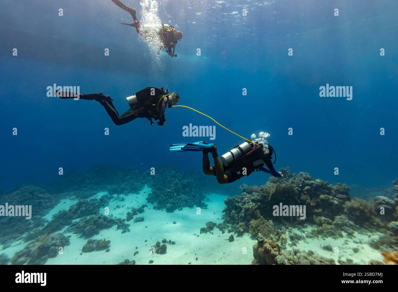 Compagnon de plongée sous-marine souffle avec poulpe secondaire alors qu'ils nagent sur le récif oral peu profond Banque D'Images