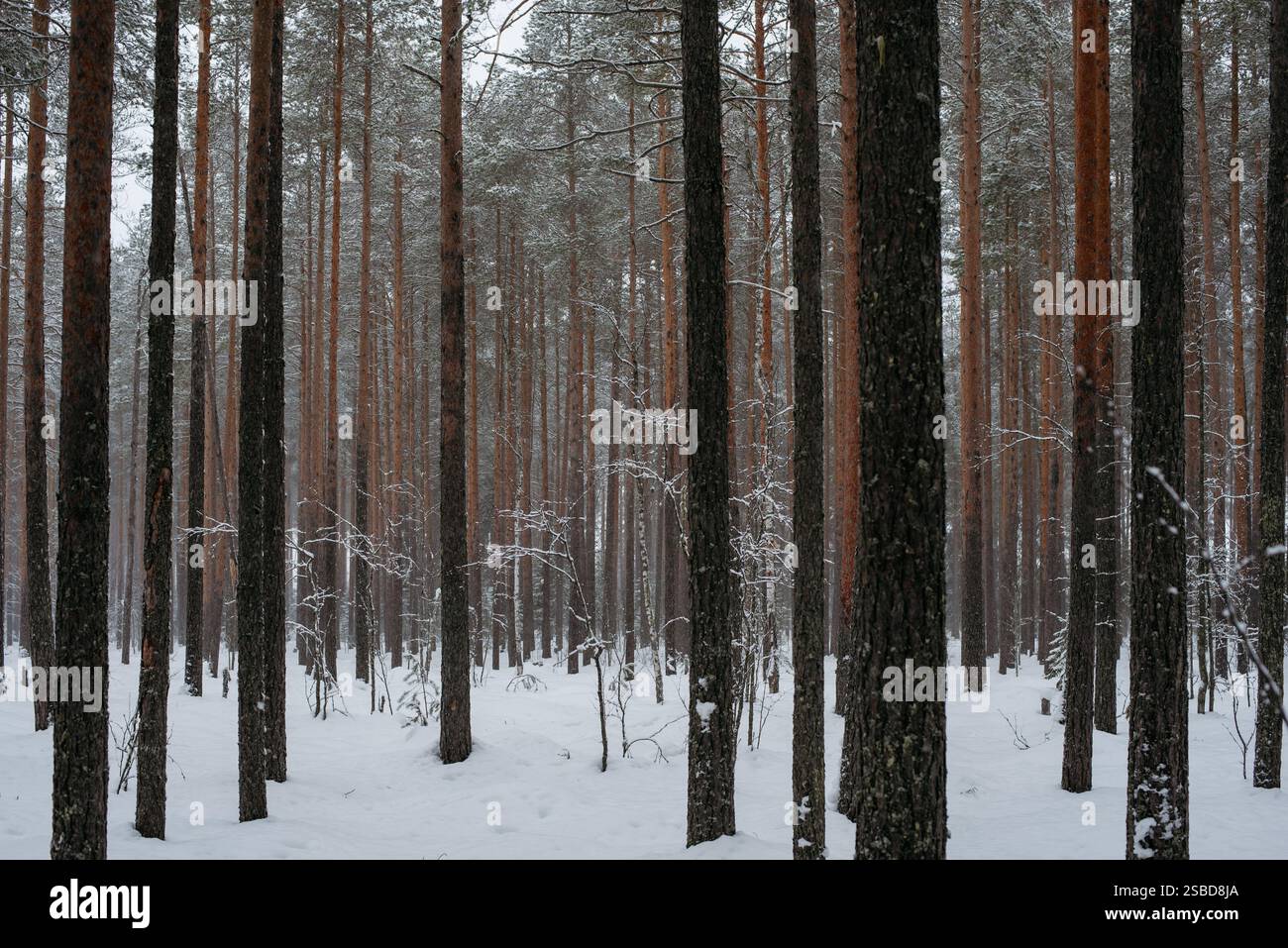 Forêt couverte de neige hivernale, avec d'énormes calottes de neige sur les sapins et les pins Banque D'Images