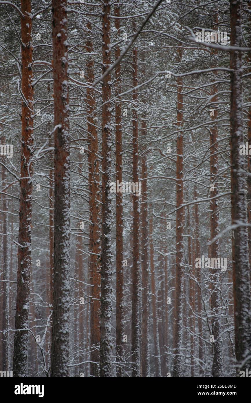 Forêt couverte de neige hivernale, avec d'énormes calottes de neige sur les sapins et les pins Banque D'Images