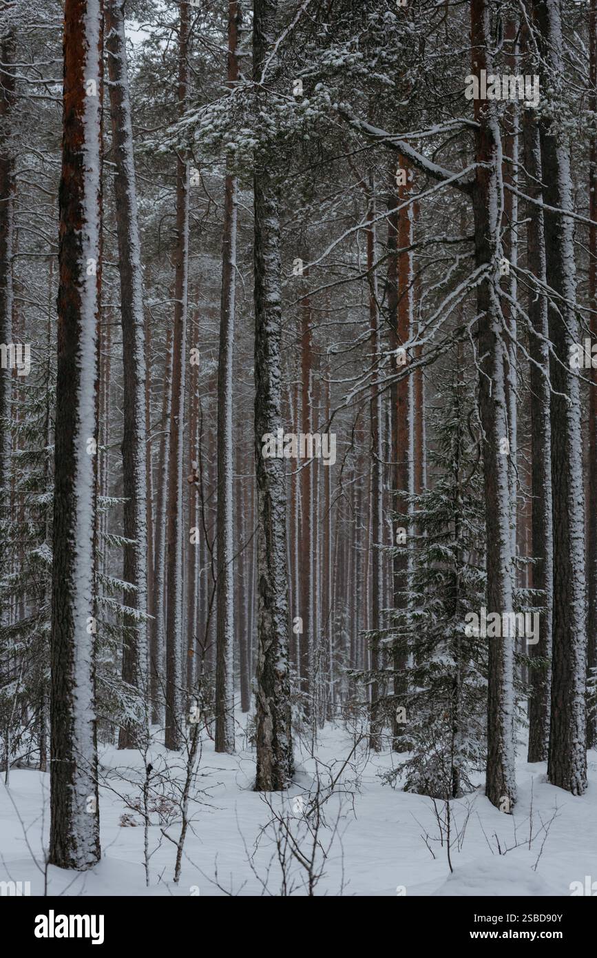 Forêt couverte de neige hivernale, avec d'énormes calottes de neige sur les sapins et les pins Banque D'Images