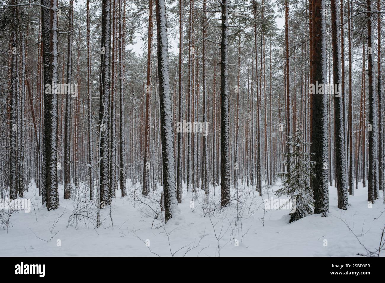 Forêt couverte de neige hivernale, avec d'énormes calottes de neige sur les sapins et les pins Banque D'Images
