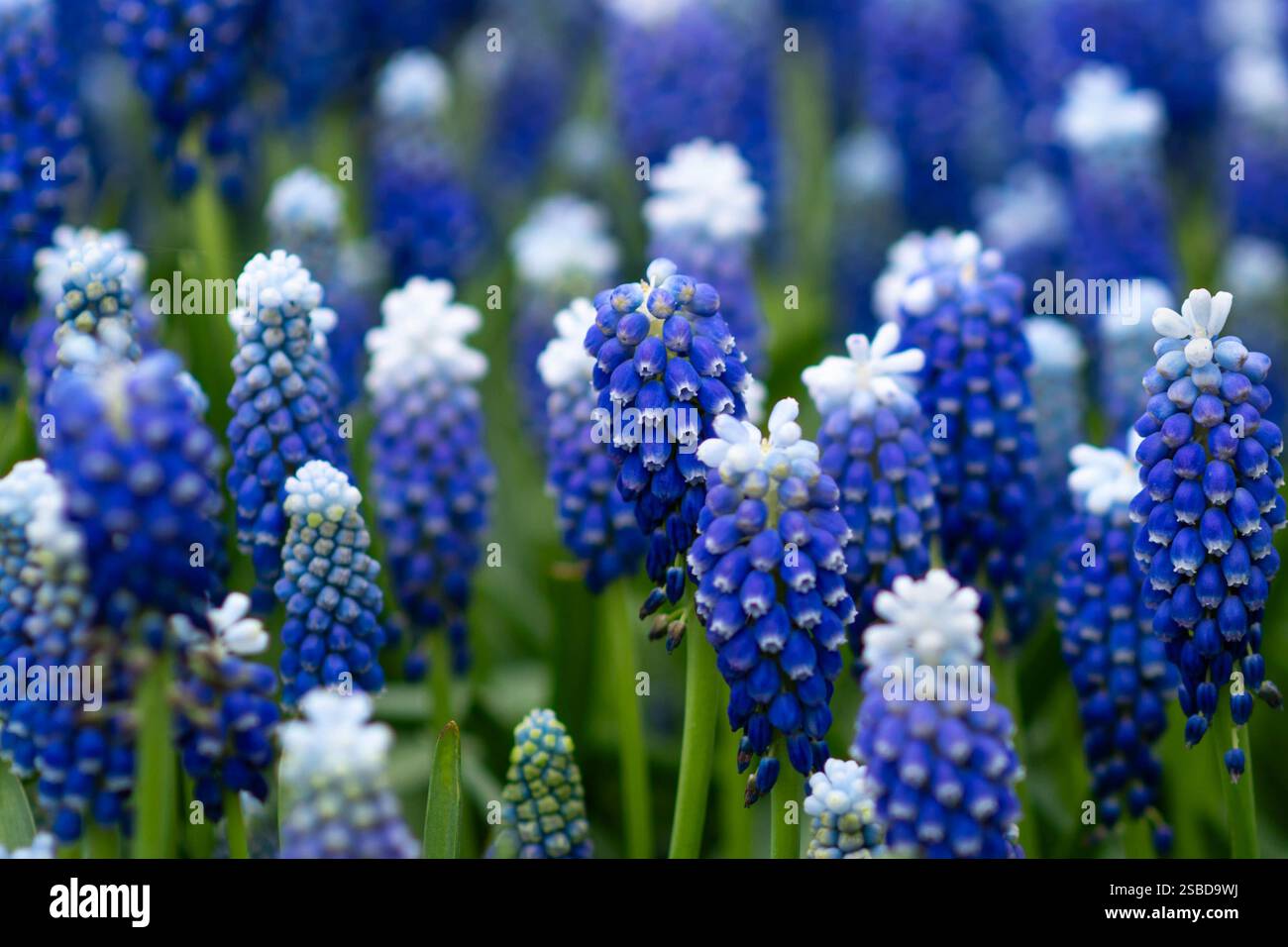 Tapis de printemps bleu muscari Hollande Banque D'Images