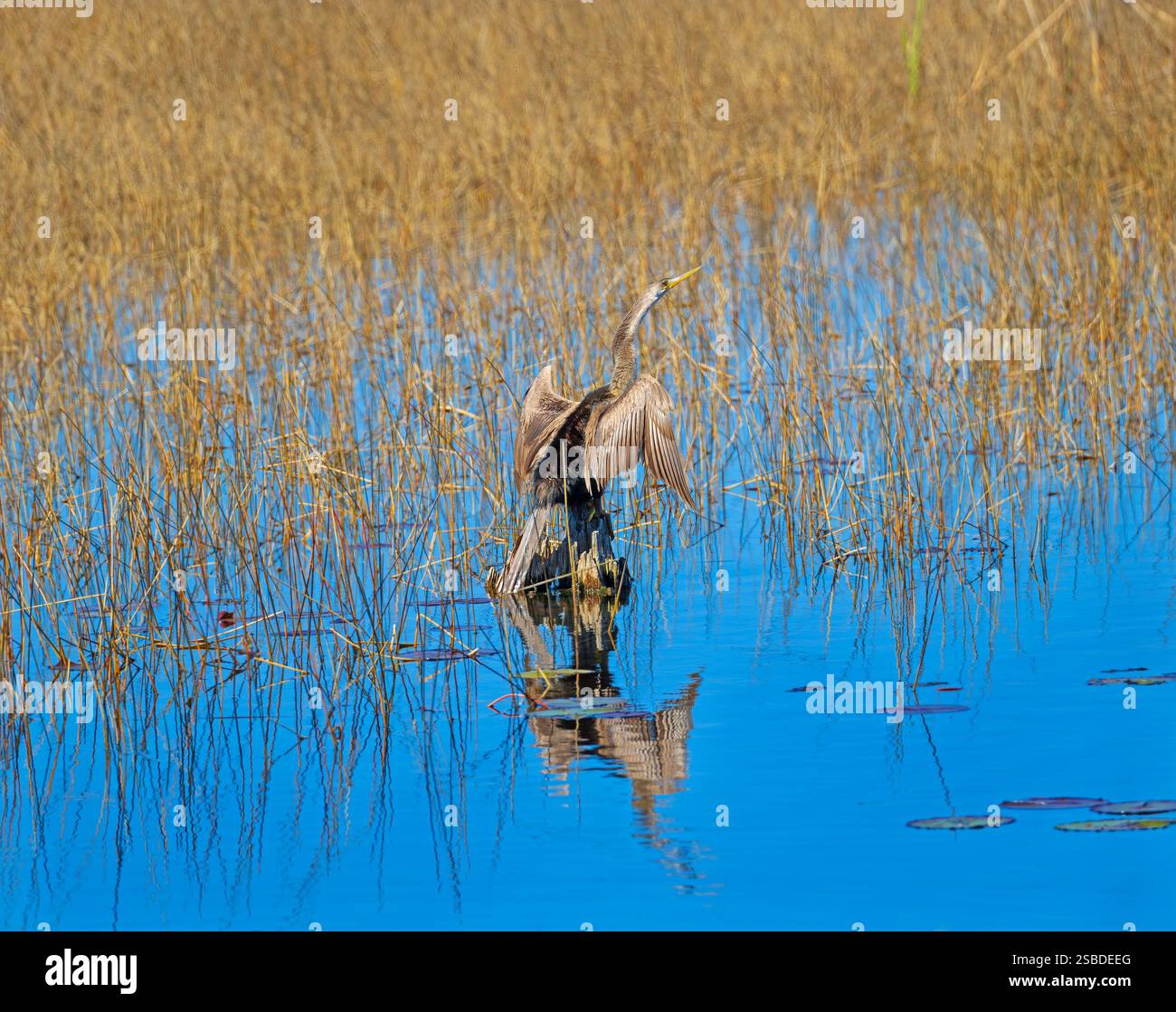 Anhinga sèche ses ailes au soleil dans le refuge national de St Marks Willdife en Floride Banque D'Images