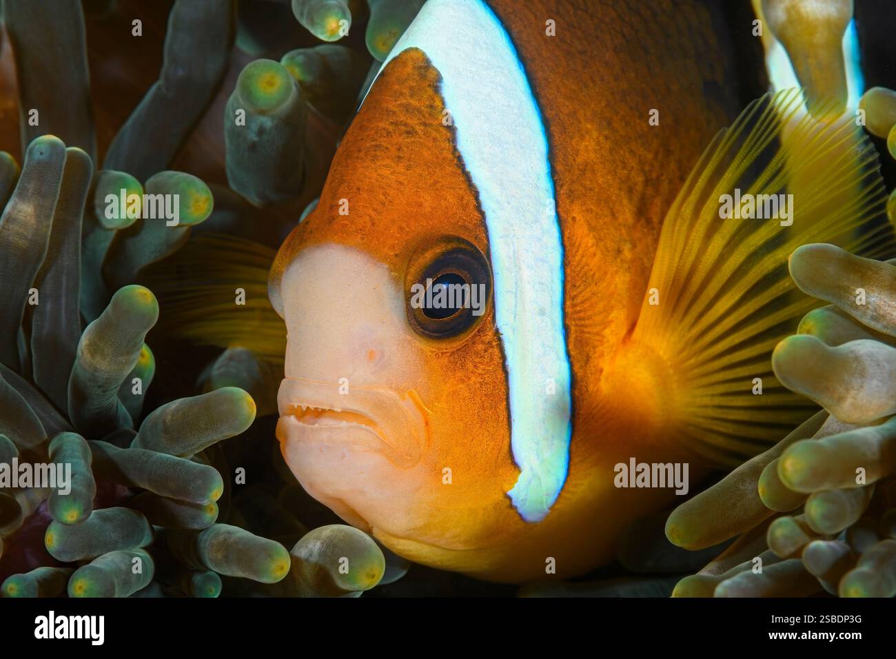 Anémonefish de Clark, Amphiprion clarkii, détroit de Lembeh, Sulawesi du Nord, Indonésie Banque D'Images