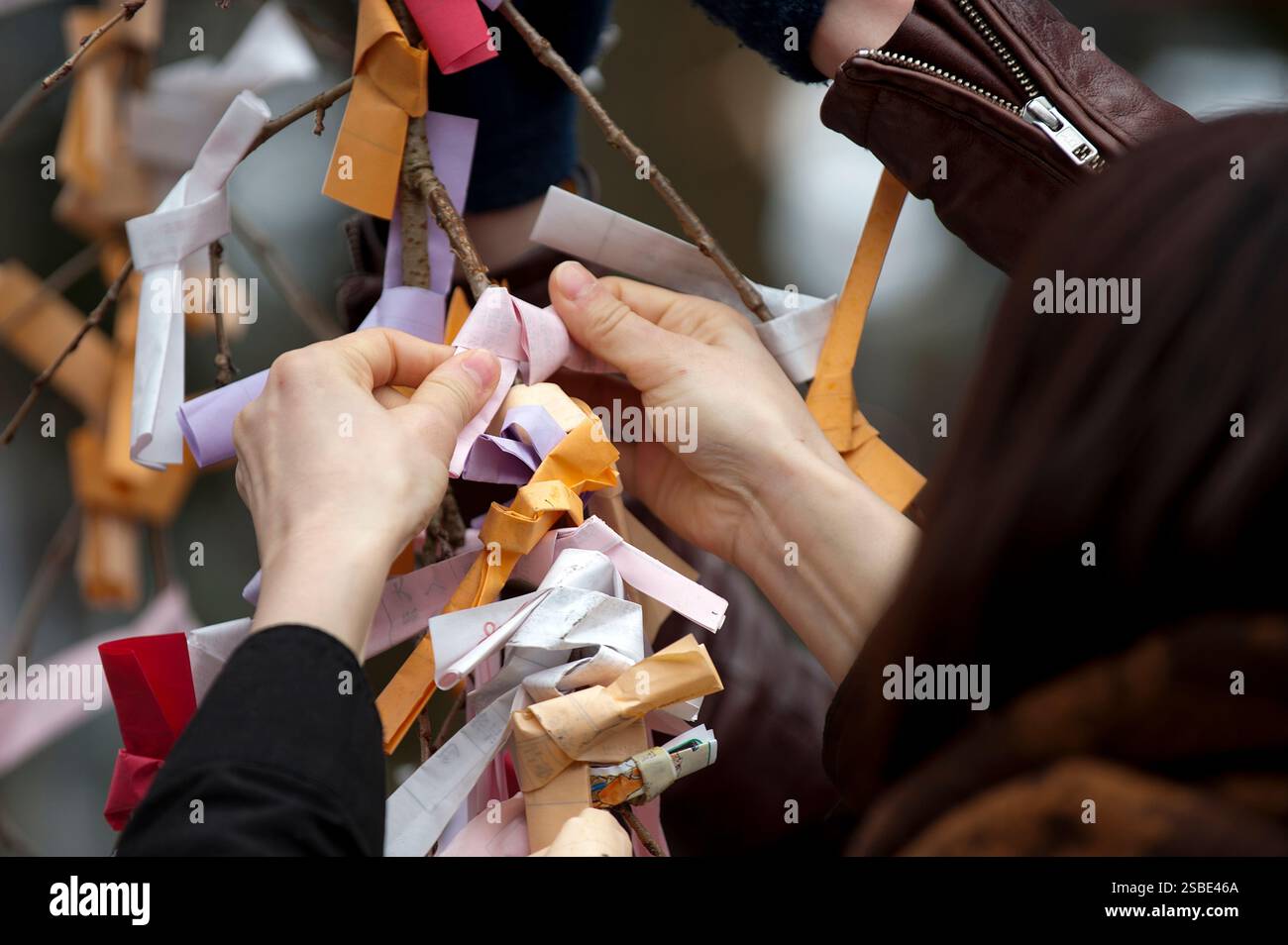 Les gens attachent leur 'omikuji' (oracle papier bonne ou mauvaise chance) à une branche pendant 'hatsumode' (visite du sanctuaire du nouvel an) à Taga Taisha, Hikone, Japon. Banque D'Images