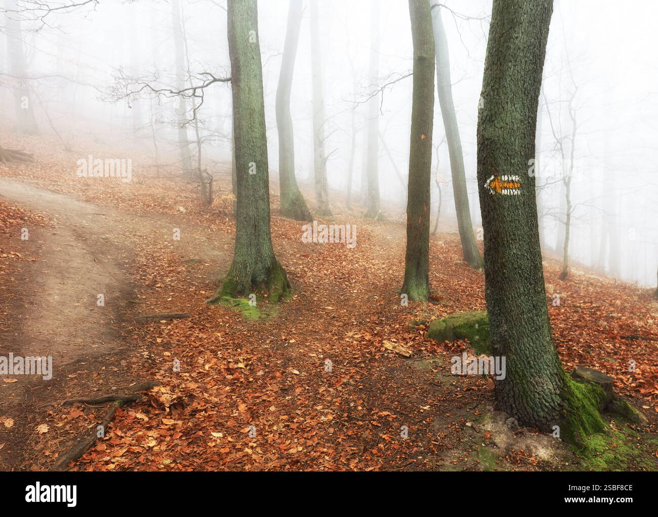 Brouillard et brume dans la forêt à l'automne Banque D'Images