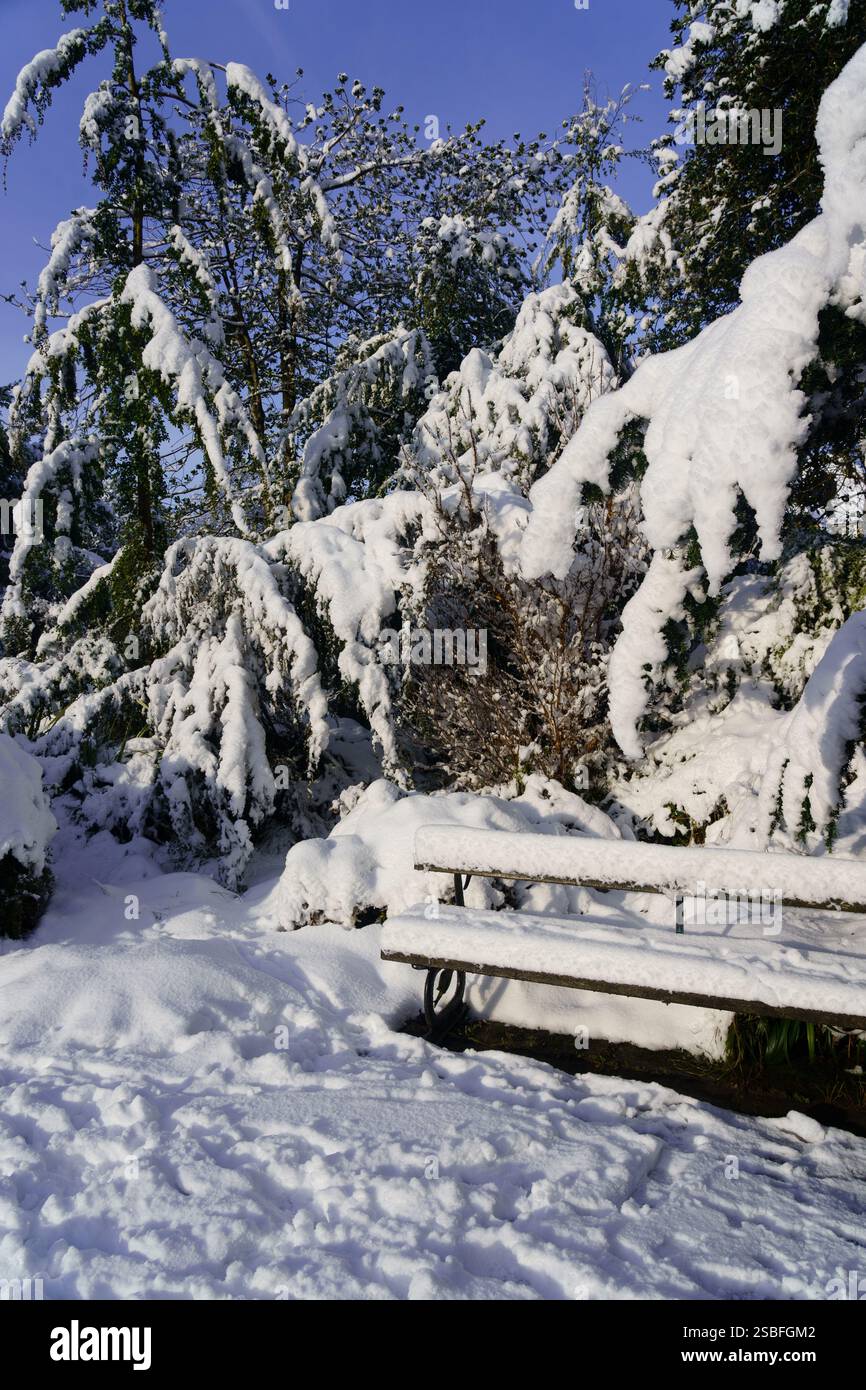 Un banc chargé de neige se trouve dans un parc hivernal, entouré d'arbres à feuilles persistantes chargés de neige dans les Valley Gardens, Harrogate, Yorkshire, Royaume-Uni. Banque D'Images