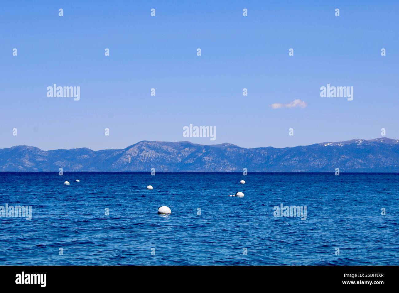 Des boucs blancs flottant dans le lac Banque D'Images