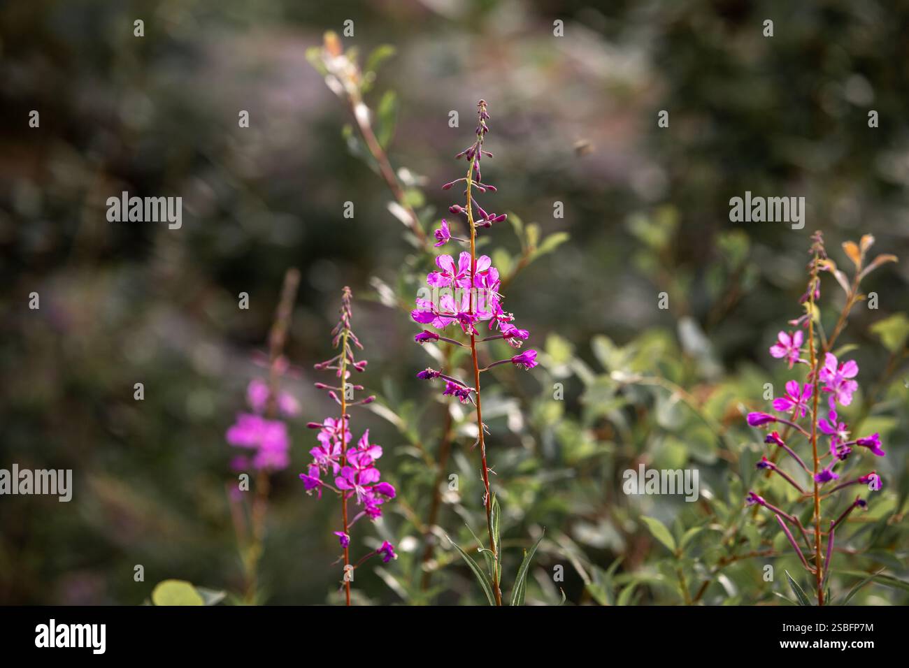 Fleurs de Fireweed fleurissant au milieu d'une verdure vibrante Banque D'Images