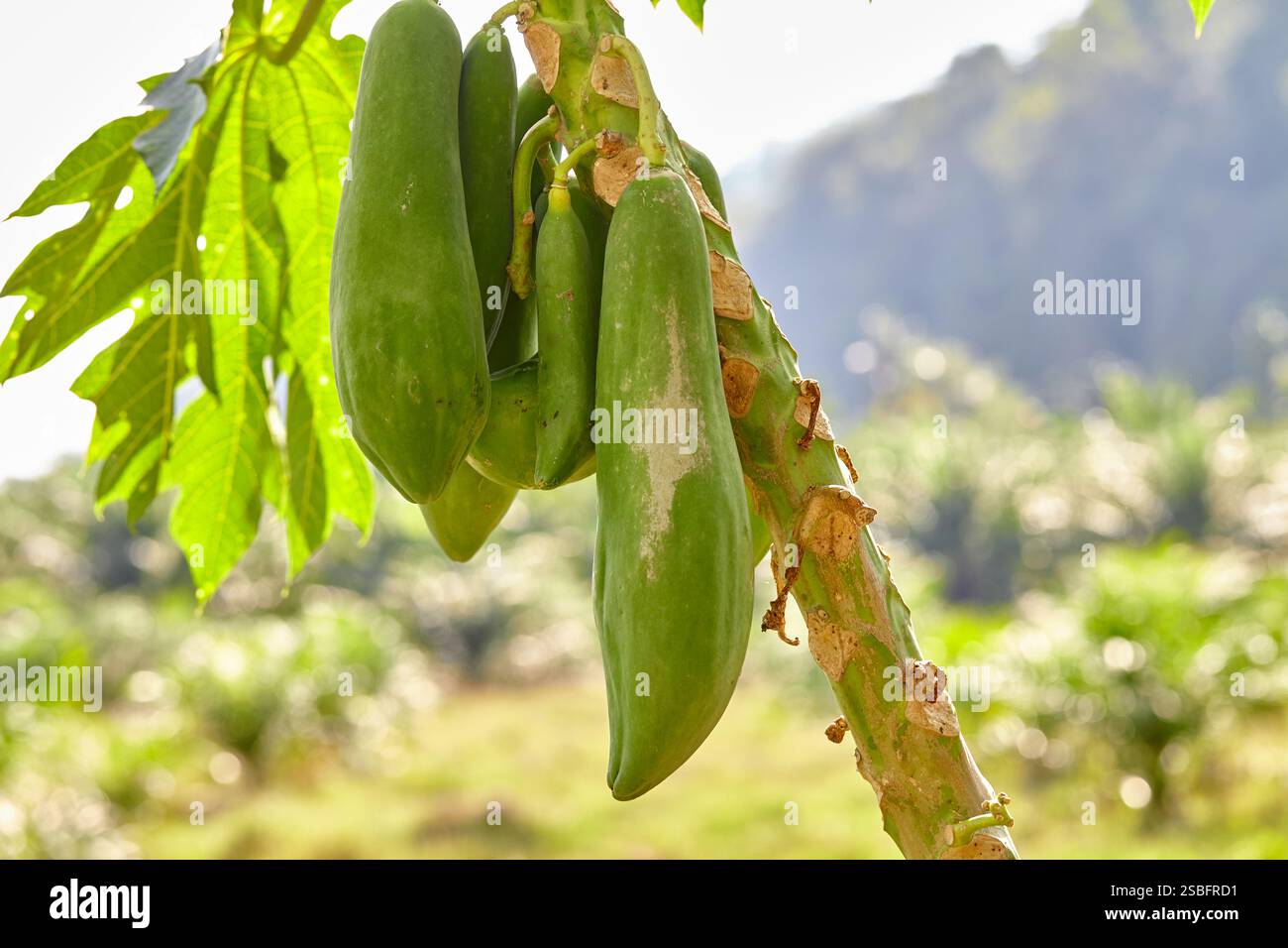 Papaye verte accrochée à l'arbre Banque D'Images