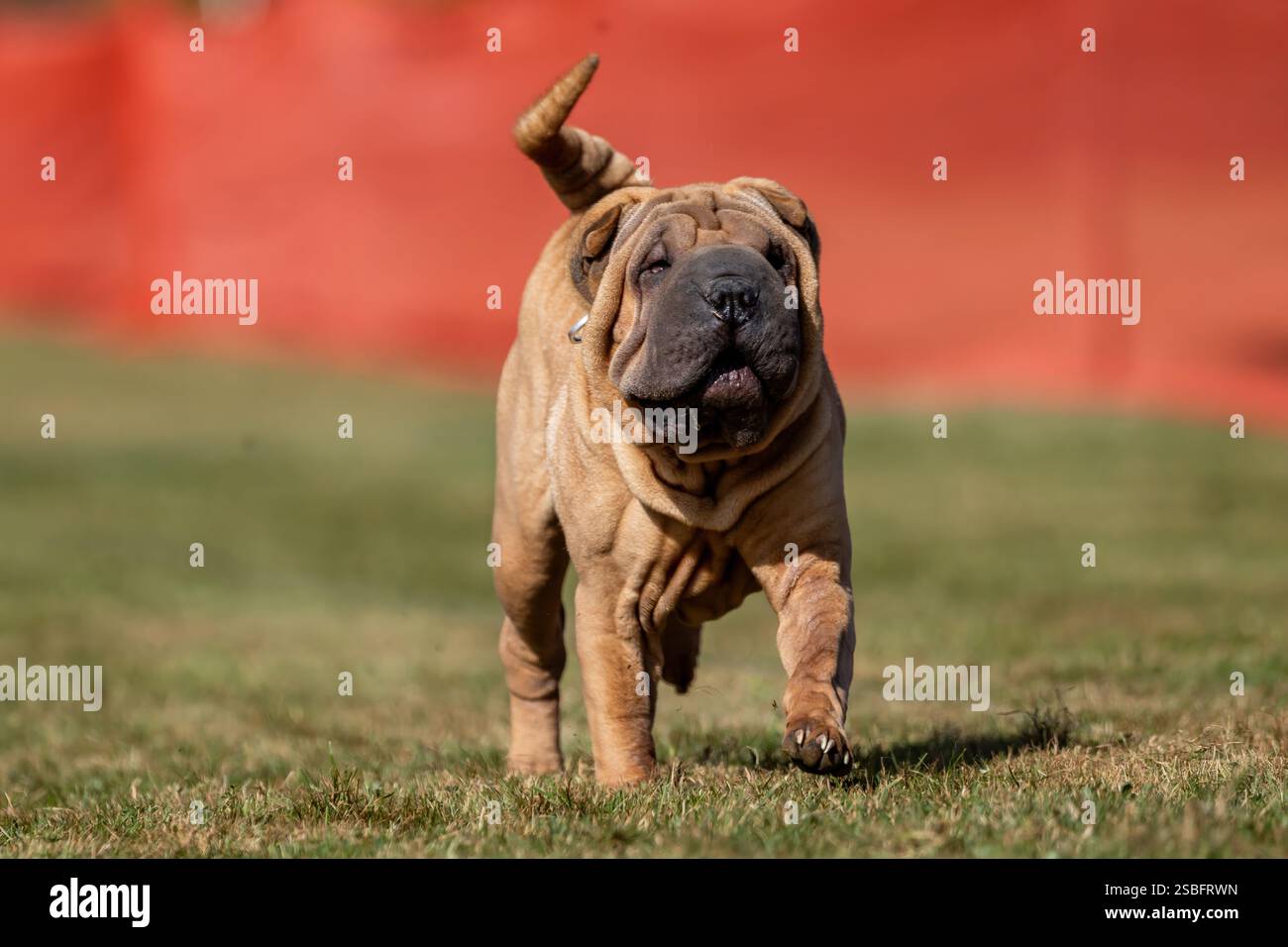 Cours chinois Shar Pei Running Lure Sprint Dog Sport Banque D'Images