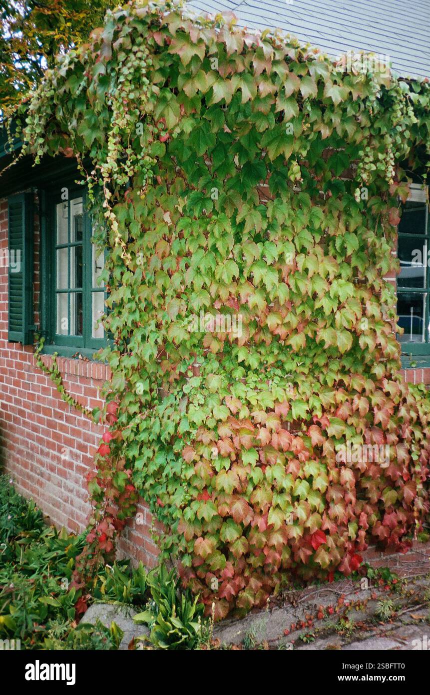 Maison en brique couverte de lierre vert et rouge, Banque D'Images