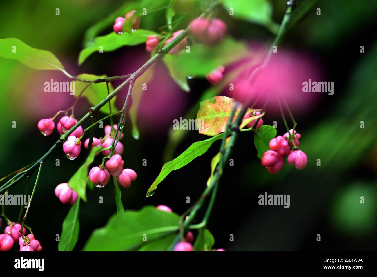 Feuilles vertes et fruits roses du bonnet (Euonymus europaeus) Banque D'Images