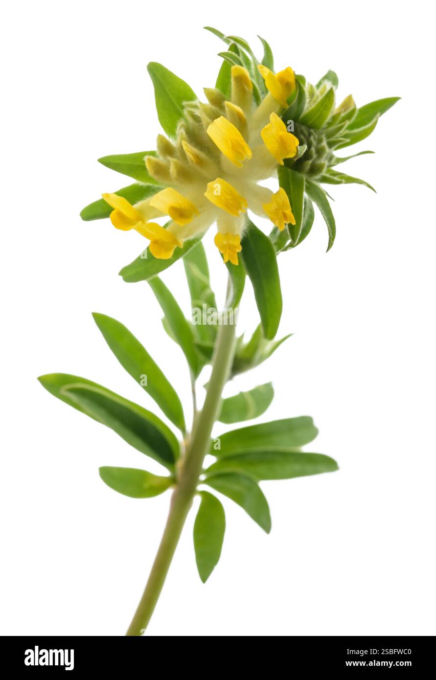 Fleurs communes de vesce de rein isolées sur fond blanc Banque D'Images