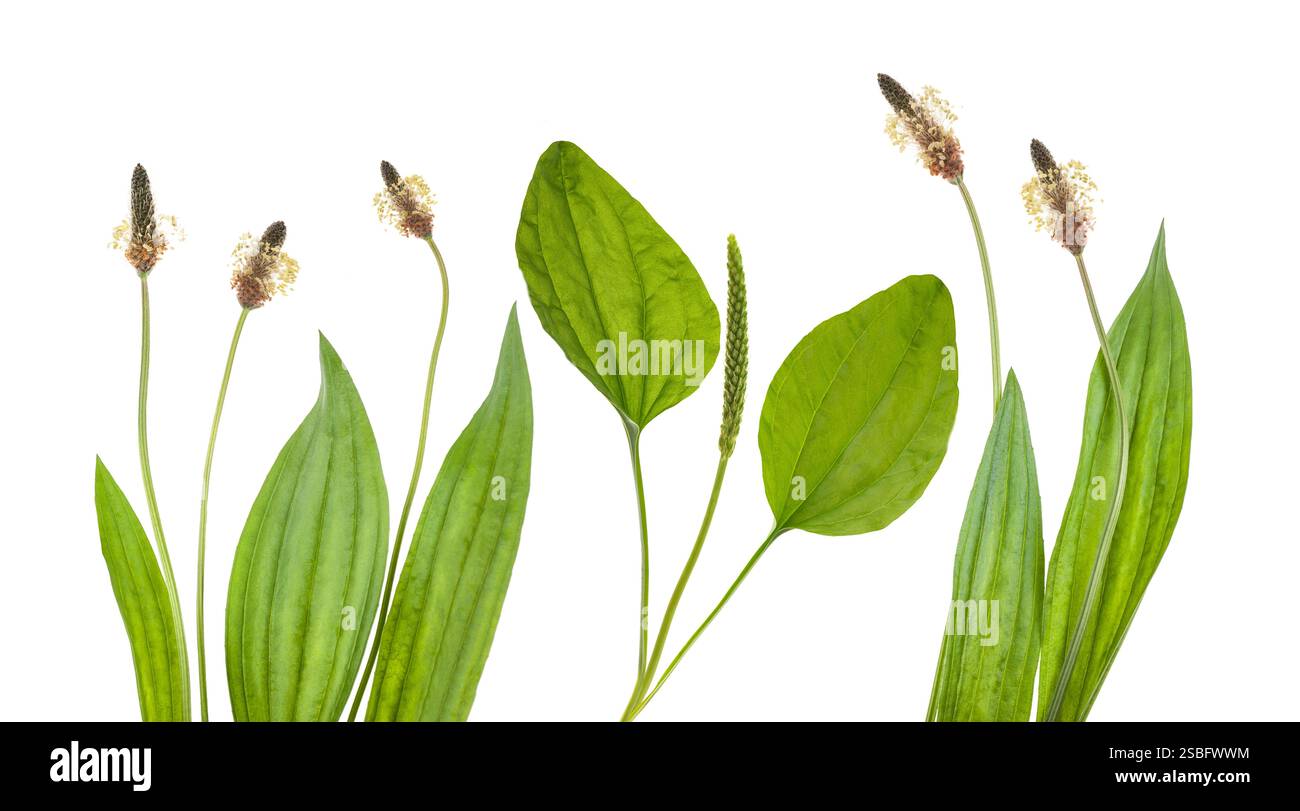 Plantes plantain avec oreille et fleurs isolées sur fond blanc Banque D'Images