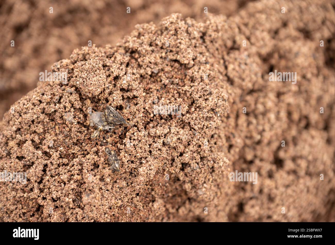 Spraint de loutre gauche sur le sommet du château de sable, Gwendraeth Fach, Carmarthenshire, pays de Galles, Royaume-Uni Banque D'Images