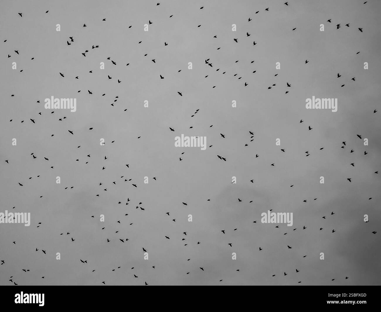 Image en noir et blanc d'un troupeau d'étourneaux silhouettés contre un ciel nuageux Banque D'Images