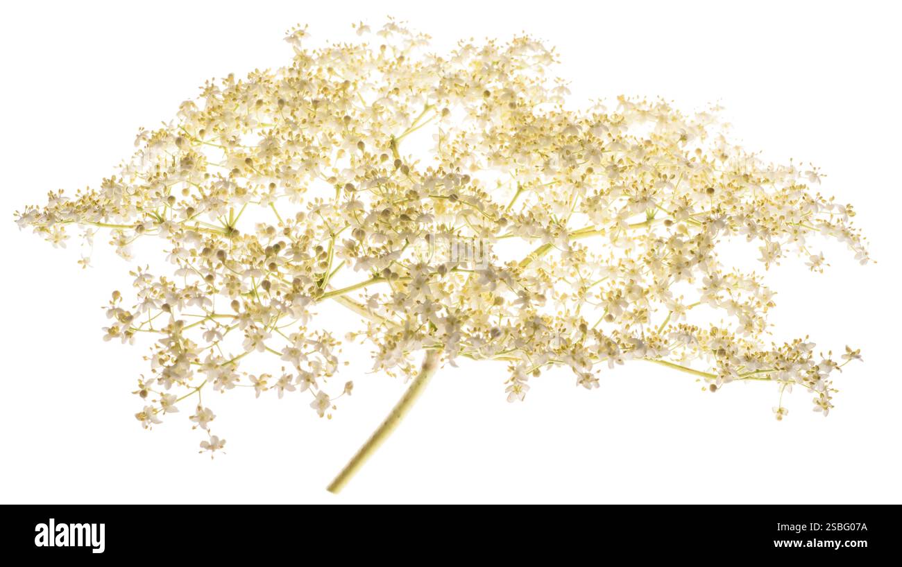 Fleurs de sureau isolé sur fond blanc Banque D'Images