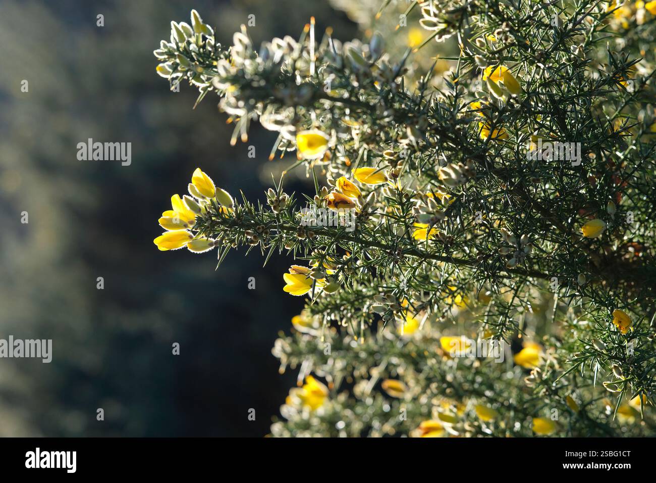floraison hivernale commune gorse bush, nord du norfolk, angleterre Banque D'Images