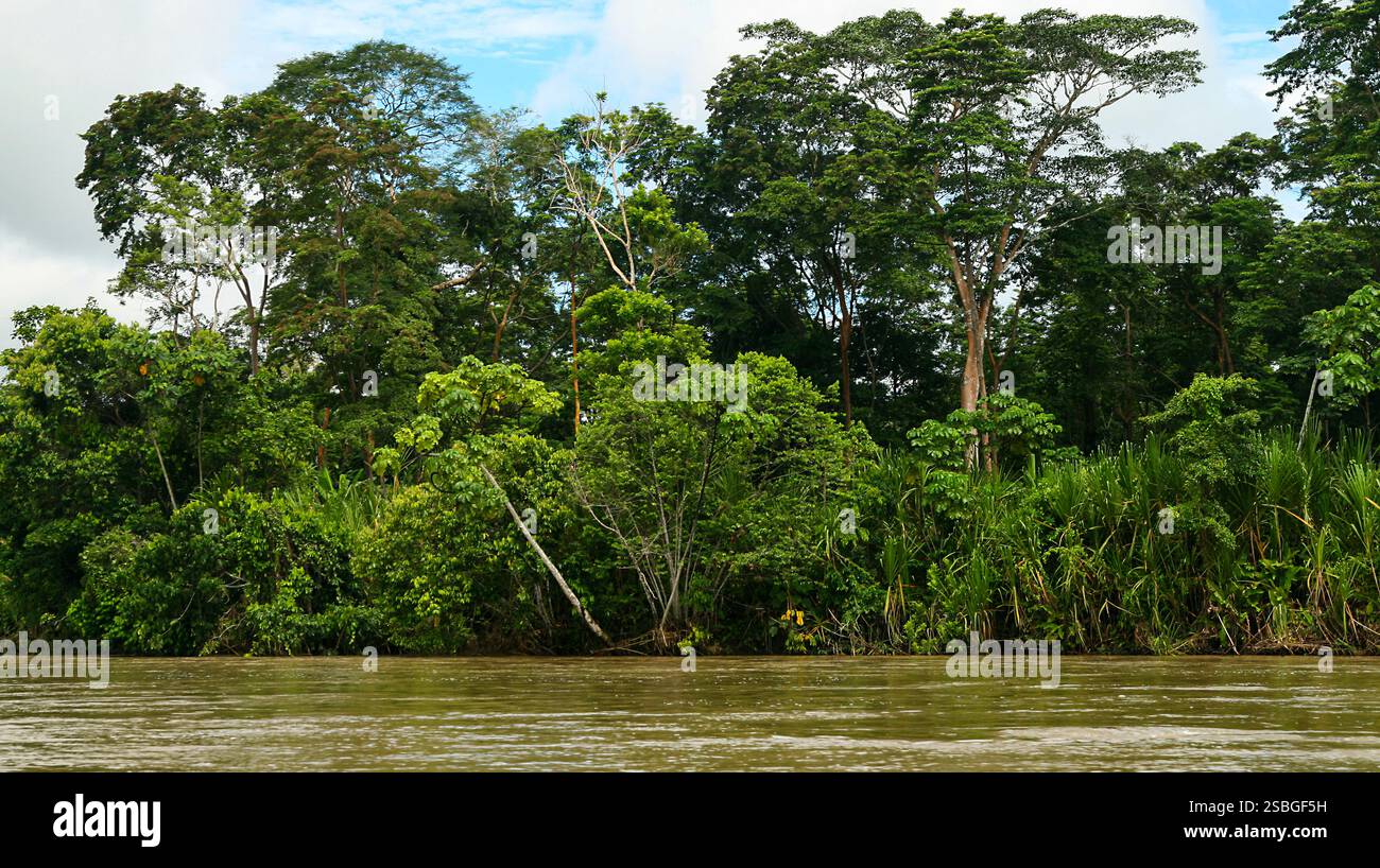 Rivière Napo, forêt tropicale humide, feuillage varié, bassin de la rivière Napo, Amazonie, Equateur, Amérique Banque D'Images