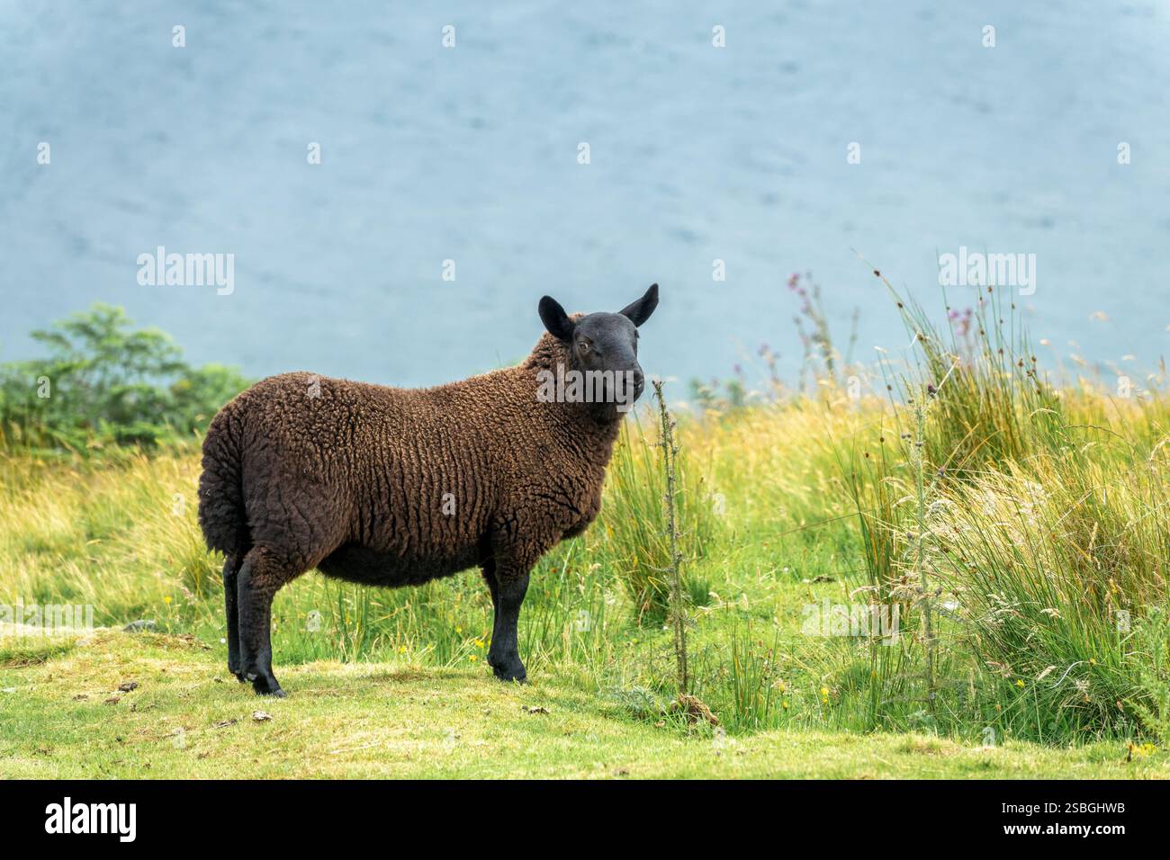 Gros plan d'un mouton noir dans une prairie des Highlands, Écosse, Royaume-Uni Banque D'Images