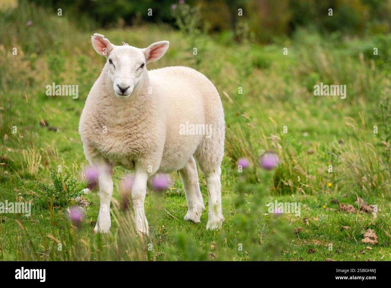 Portrait d'un jeune mouton curieux dans un pré avec des chardons dans les Highlands, Écosse, Royaume-Uni Banque D'Images