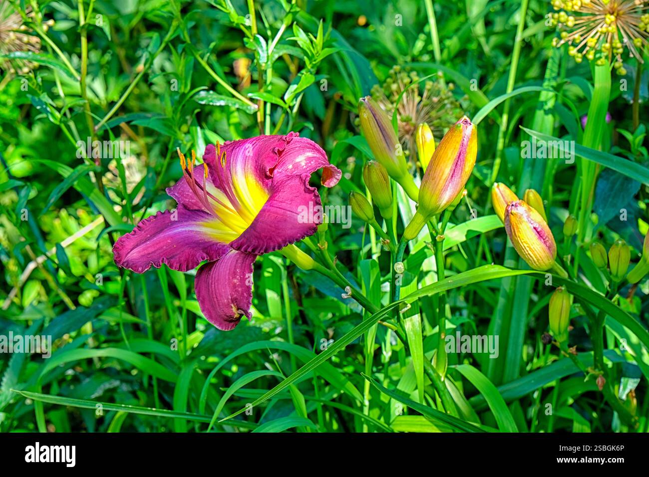 Vue d'une plante rouge et jaune de lilly dans un jardin Banque D'Images