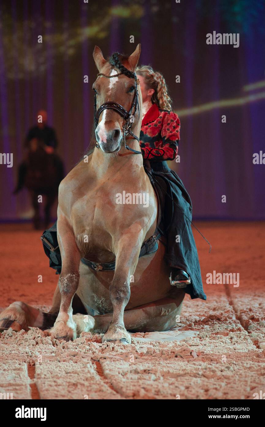 Elise Roméo présente son spectacle « l'équilibre des forces ». Ce numéro de dressage rassemble autour d'Elise Roméo des races françaises de chevaux lourds (Boulonnais, Ardennes, Comtois, Draft Breton, Auxois, projet Poitevin Mulassier, projet Percheron du Nord). Elle vous invite à dépoussiérer des idées préconçues avec notamment son étalon Cob Normand et sa mule « Juju », à l’exposition Park d’Avignon le 26 janvier 2025. Photo de Cyrille Bernard/ABACAPRESS. COM Banque D'Images