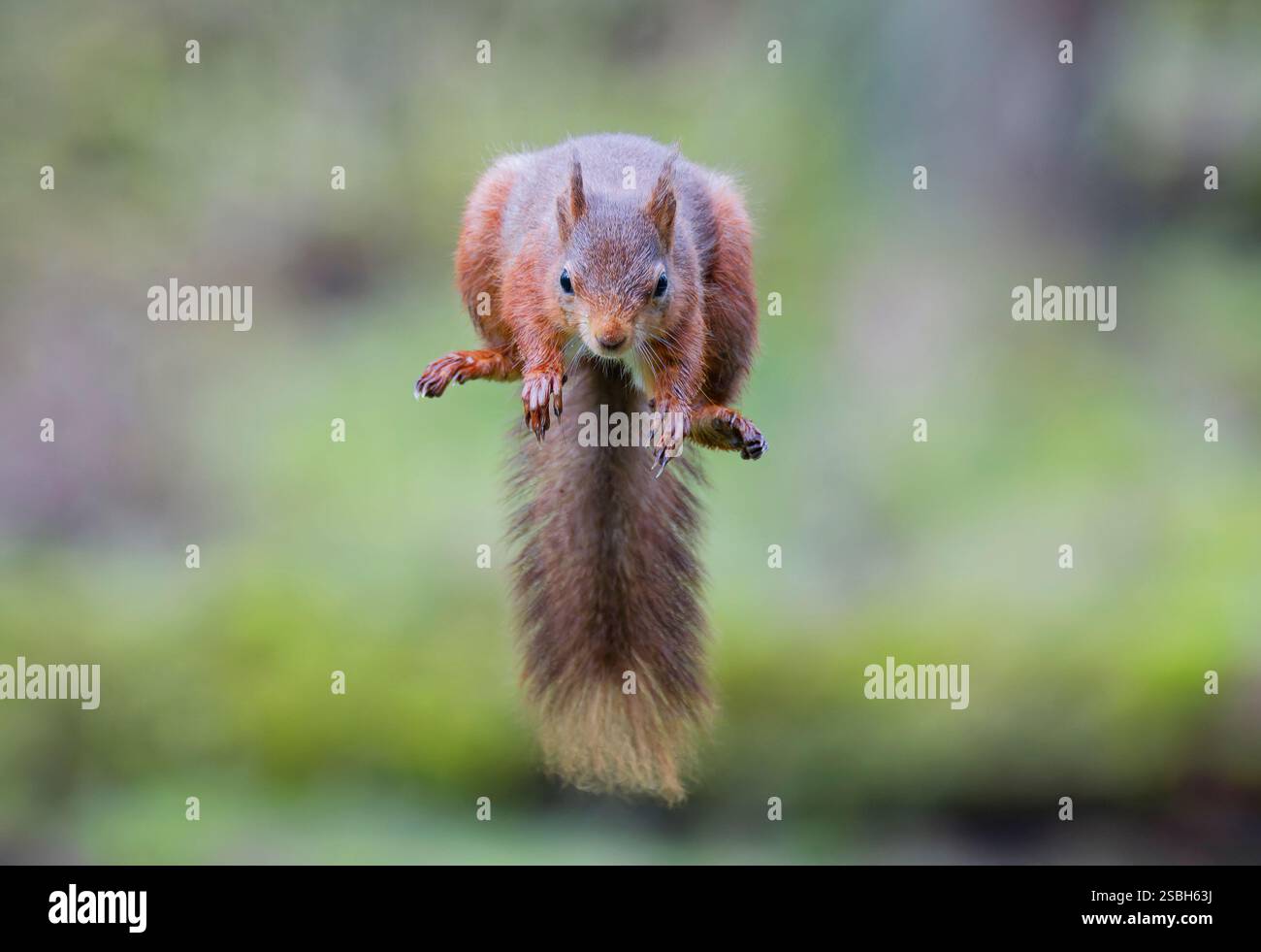 Un écureuil rouge britannique (Sciurus vulgaris), semble voler alors qu'il est capturé dans les airs alors qu'il roule d'une branche d'arbre à l'autre Banque D'Images