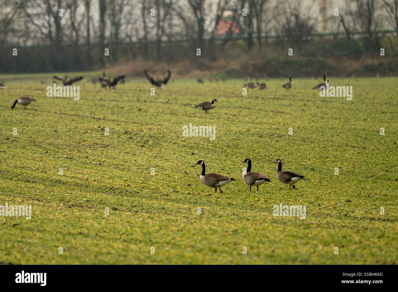 , Deutschland, 03.02.2025, Kanadagänse grasen auf einem bewölktem Feld unter grünen Himmel. Eine ruhige, naturnahe Szene mit Fokus auf Tier- und Umwe Banque D'Images