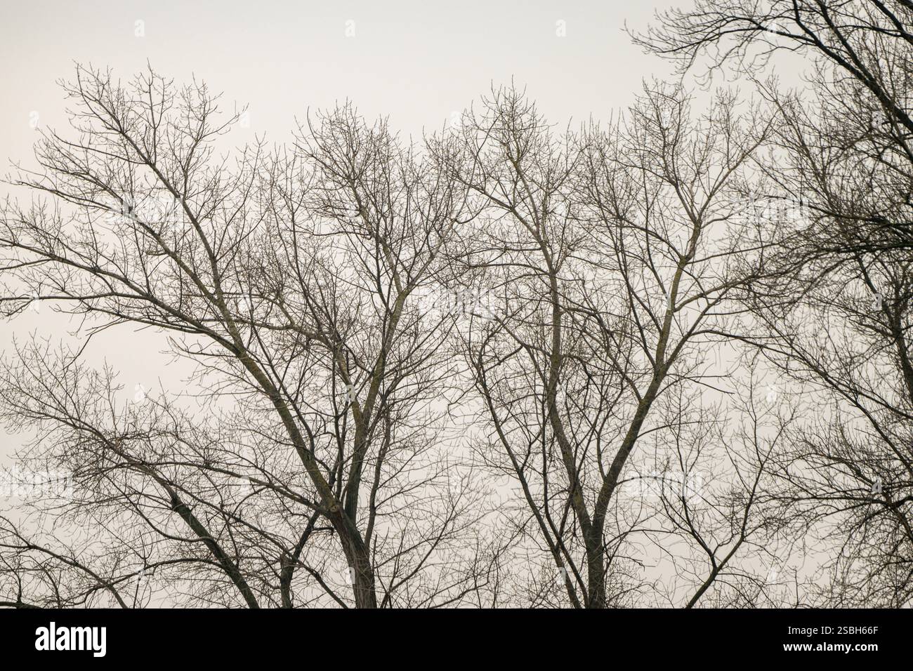 , Deutschland, 03.02.2025, Kahle Baumkronen im Winter vor einem grauen, bewölkten Himmel. Eine ruhige Szene mit klarem Wetterbezug und natürlicher St. Banque D'Images