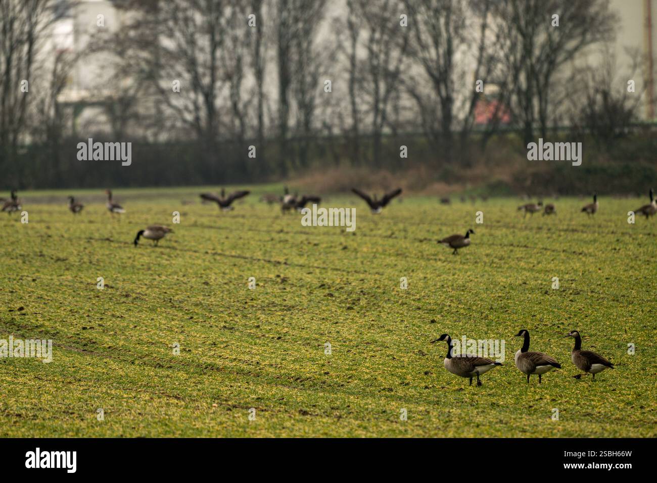 , Deutschland, 03.02.2025, Kanadagänse grasen auf einem bewölktem Feld unter grünen Himmel. Eine ruhige, naturnahe Szene mit Fokus auf Tier- und Umwe Banque D'Images