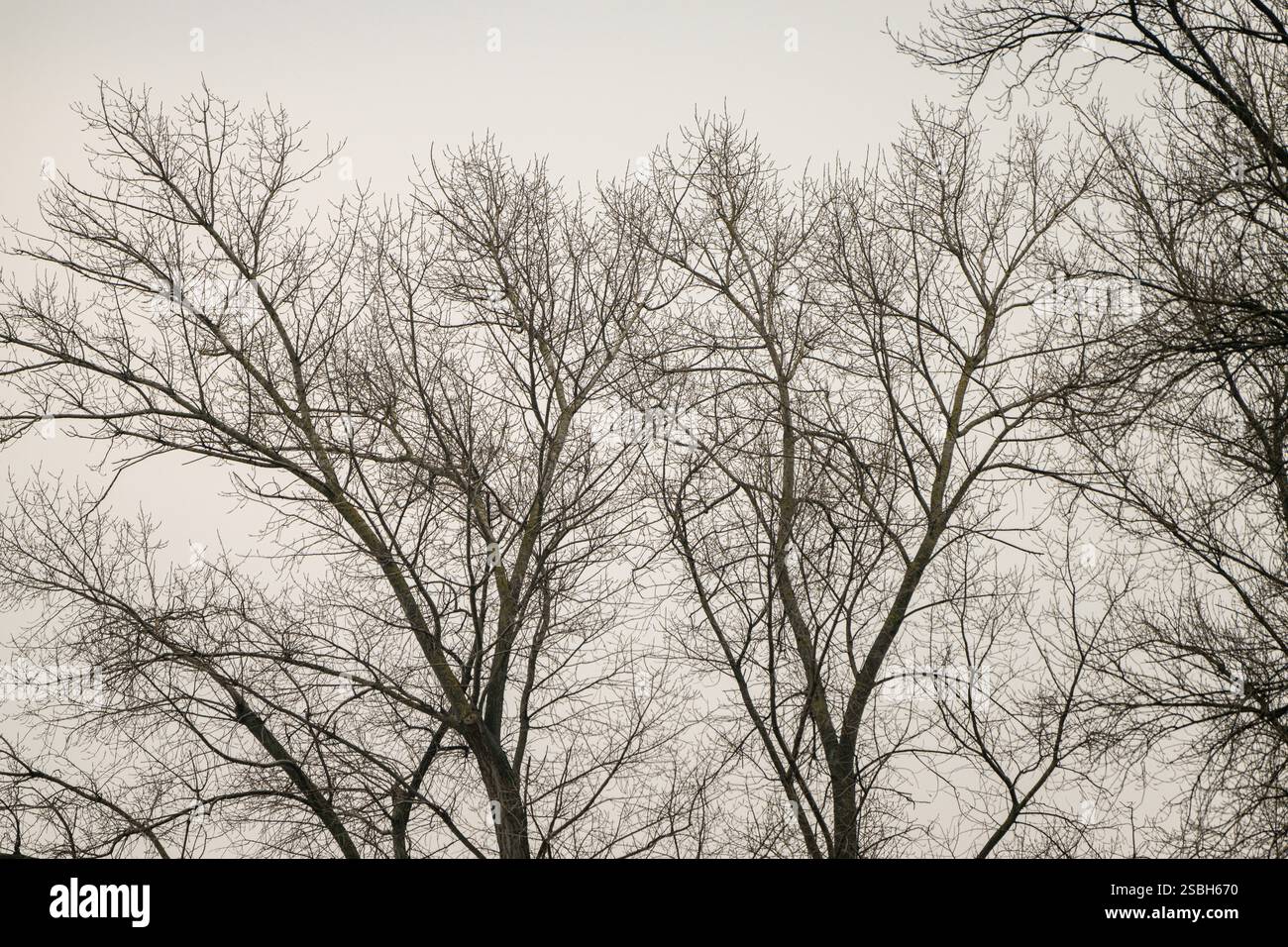 , Deutschland, 03.02.2025, Kahle Baumkronen im Winter vor einem grauen, bewölkten Himmel. Eine ruhige Szene mit klarem Wetterbezug und natürlicher St. Banque D'Images